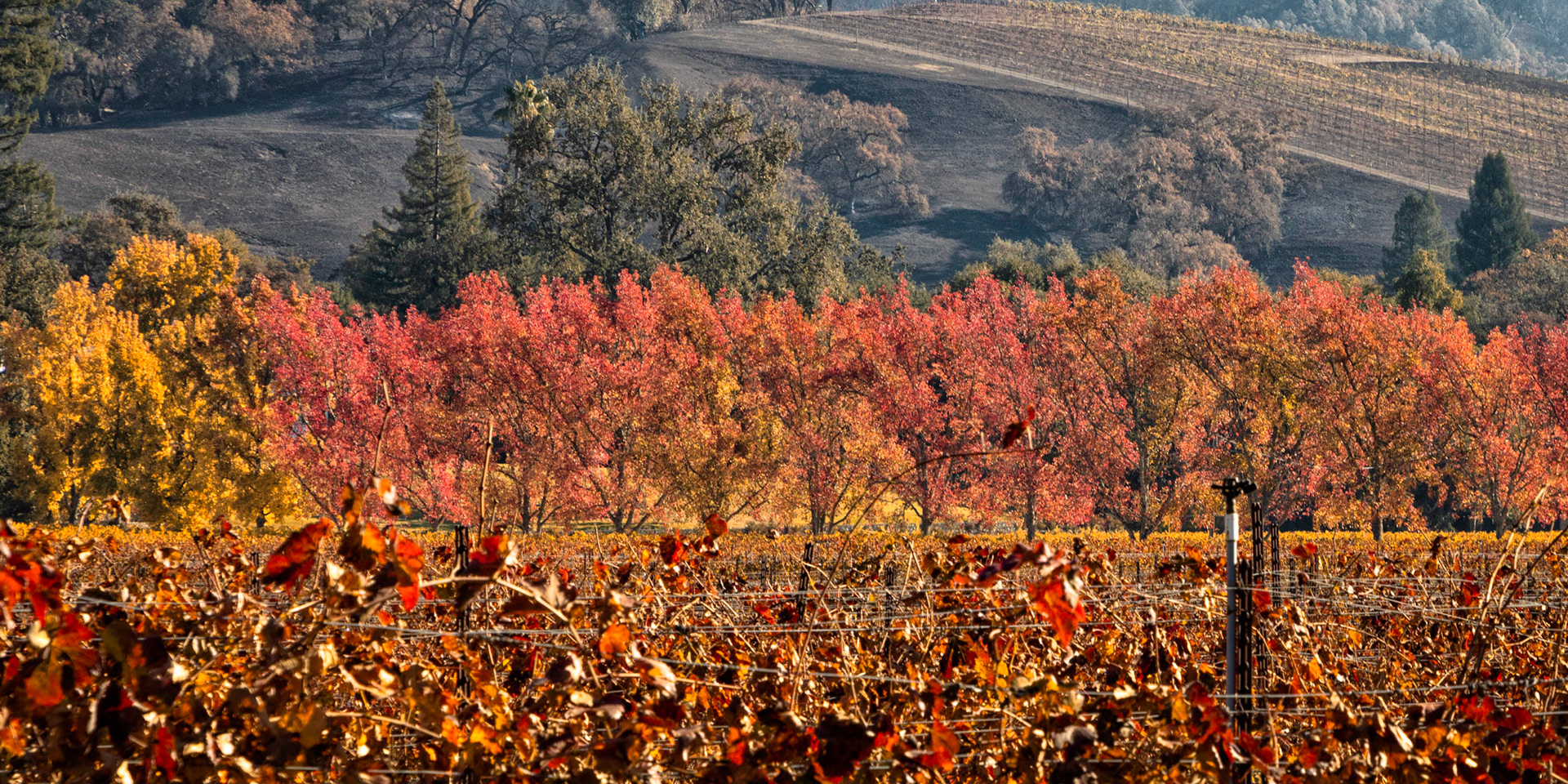 Alexander Valley Vineyard, Sonoma County after the 2019 Kincade fire