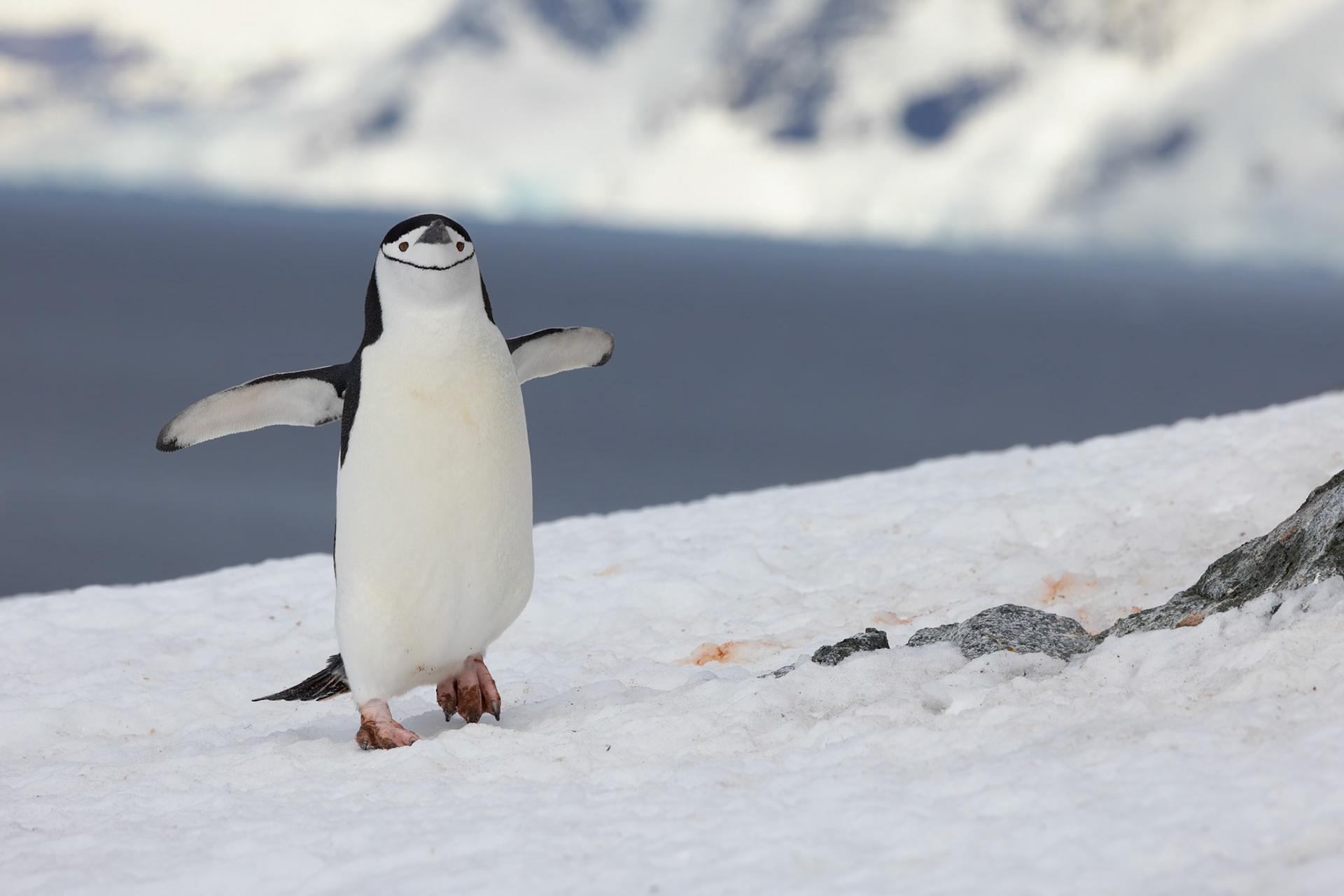 Chinstrap Penguin