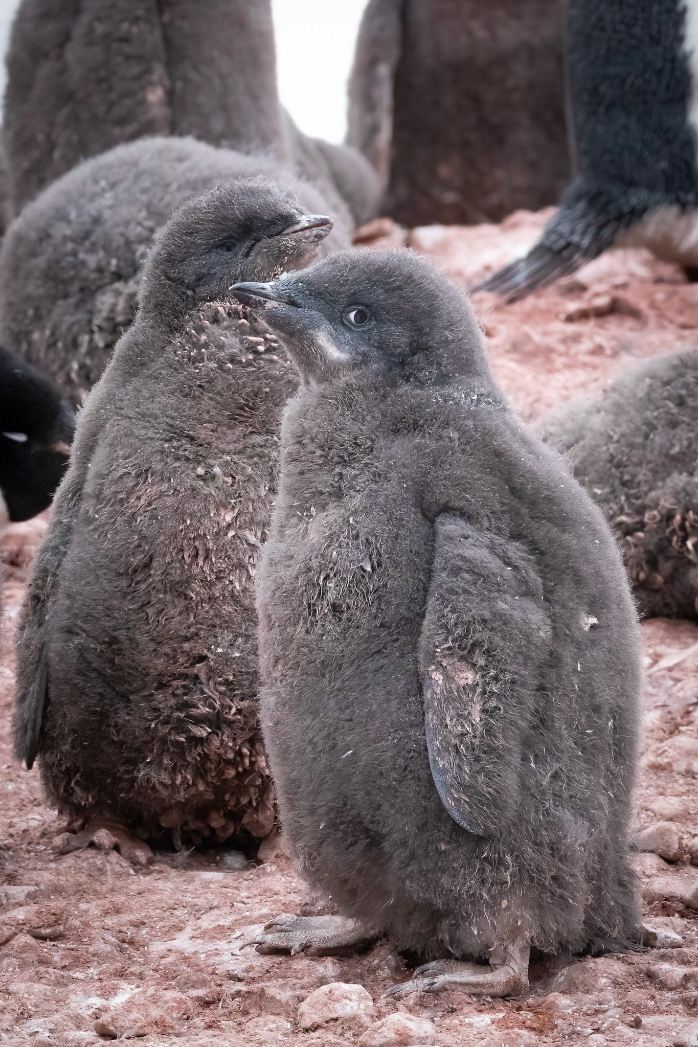 Pourquoi Pas Island;  Adelie Penguin chicks forming a creche