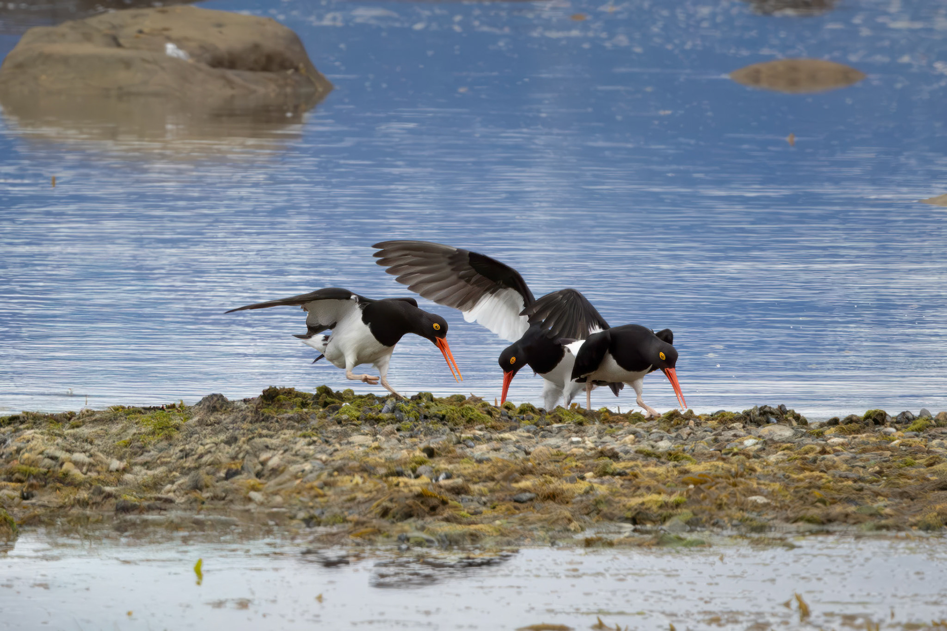 Magellanic Oystercatcher 