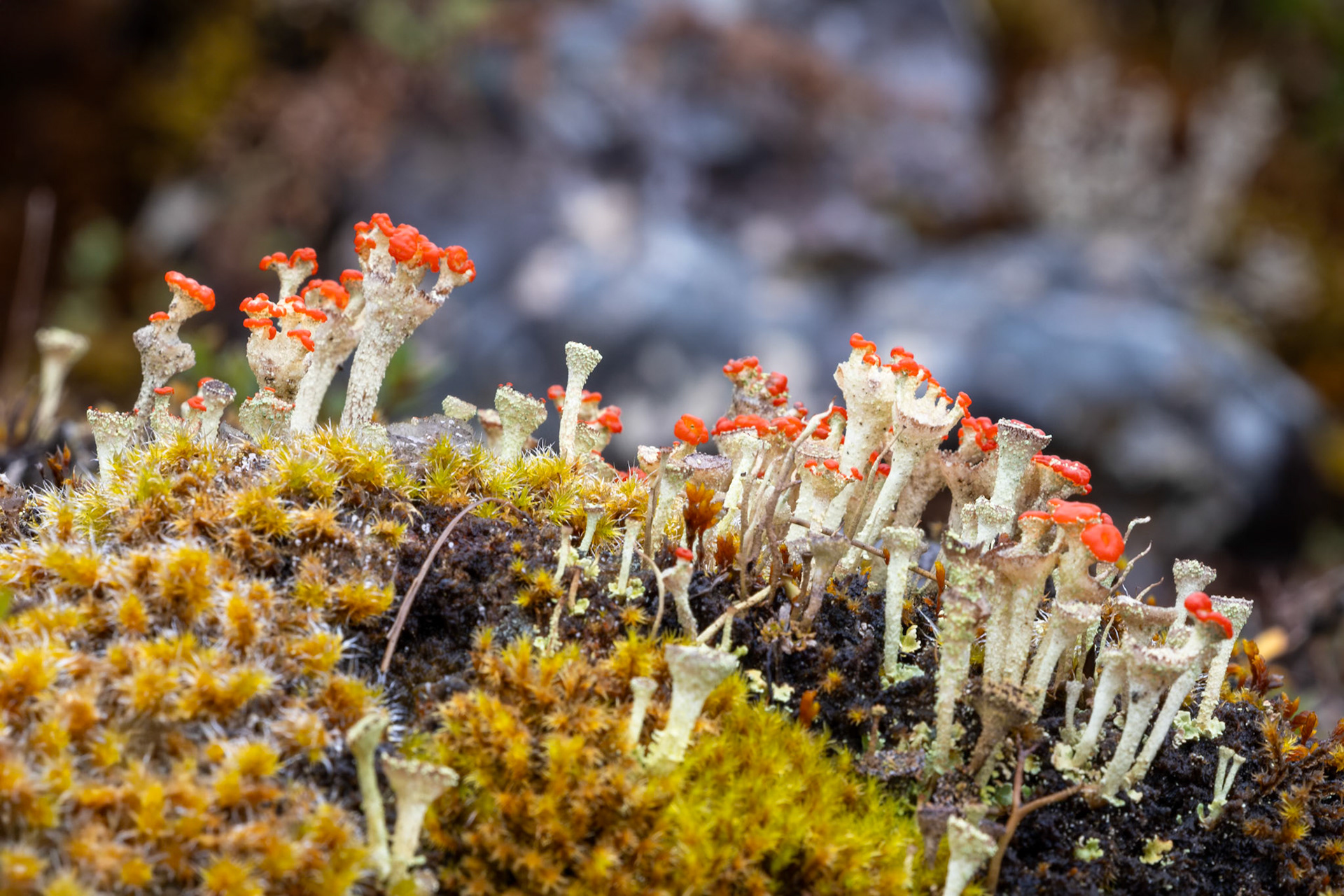 British Soldiers Lichen