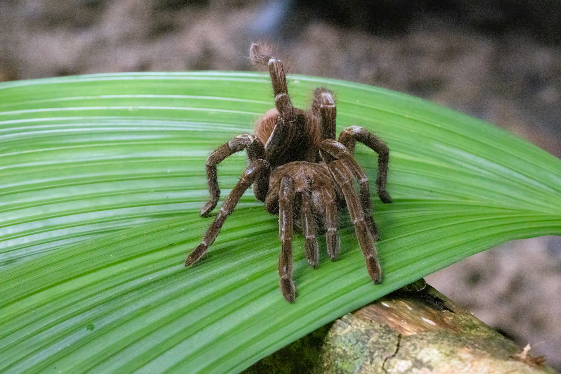Tarantula