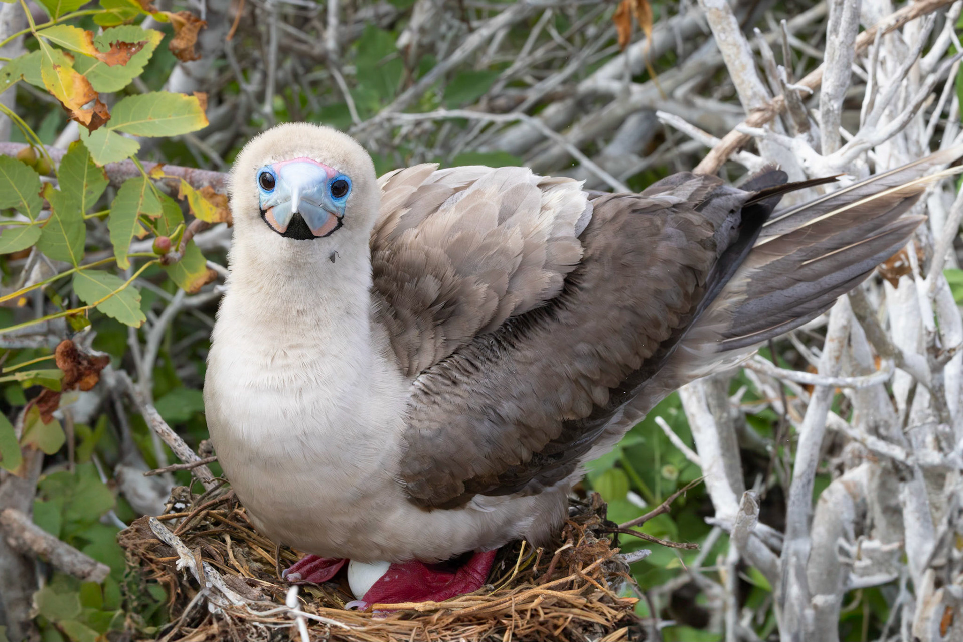 Red-footed Booby