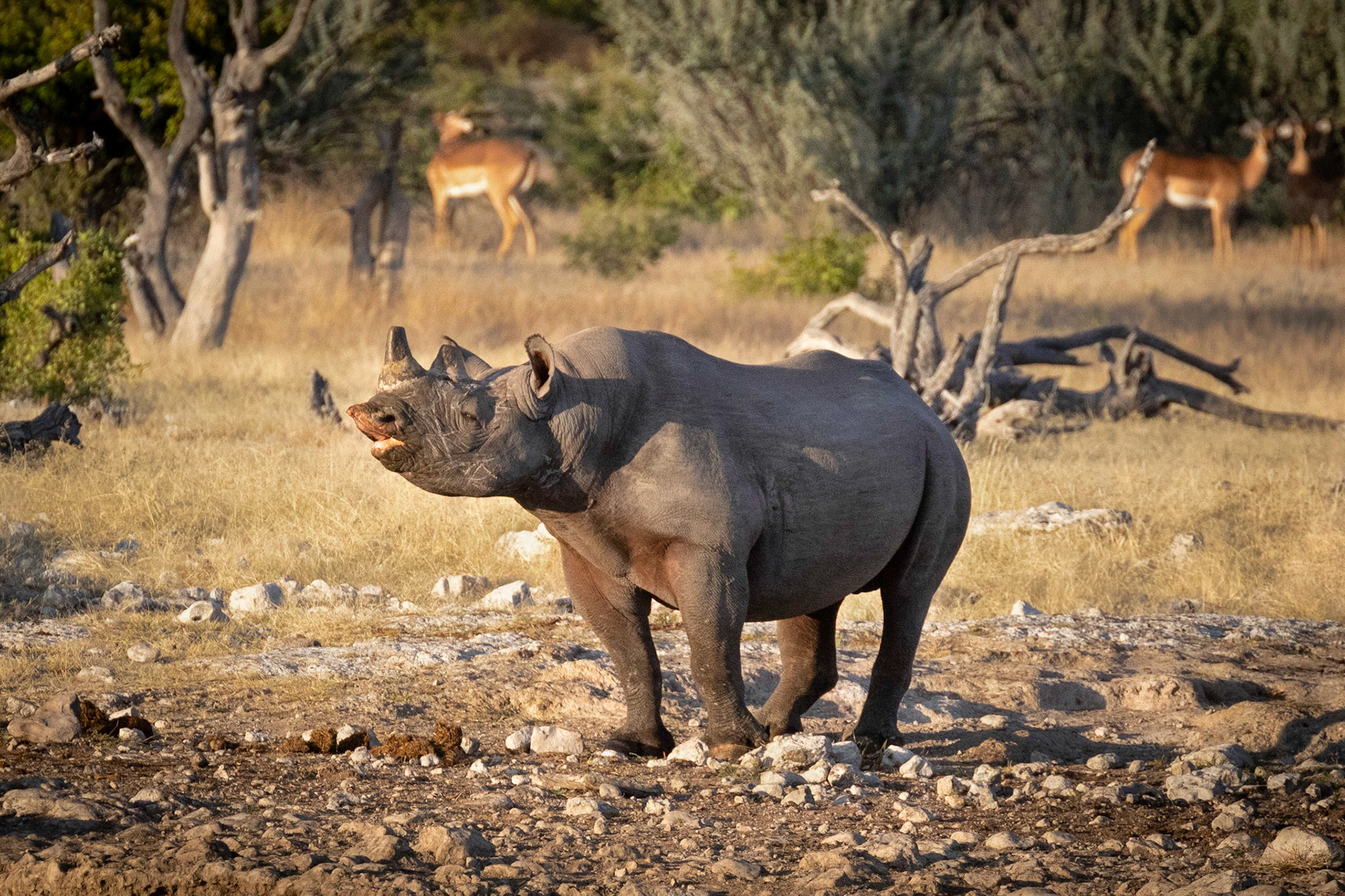 Black rhinoceros; Etosha National Park