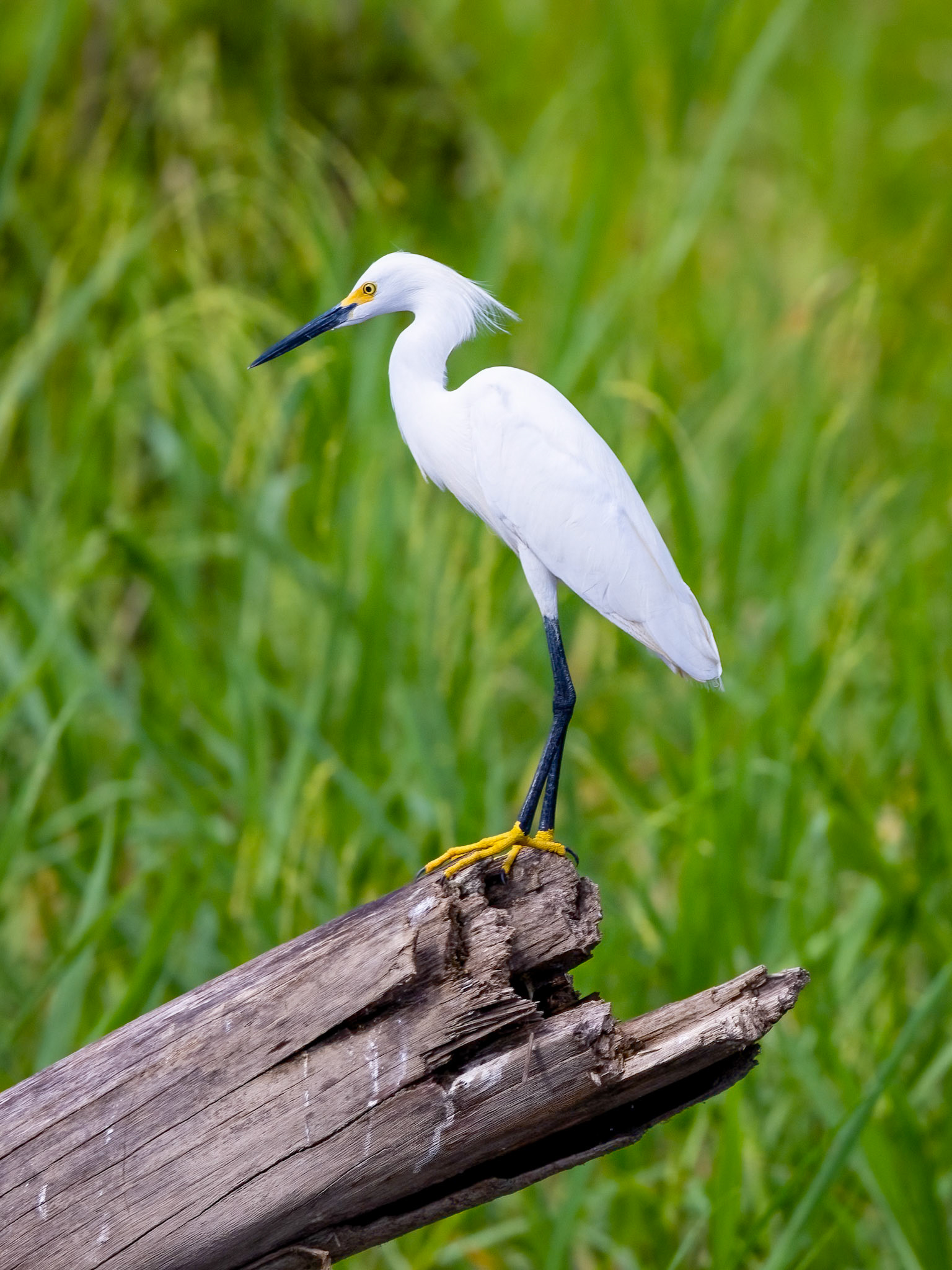 Snowy Egret