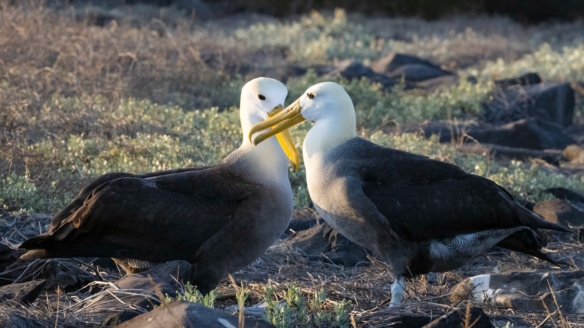 Waved Albatross