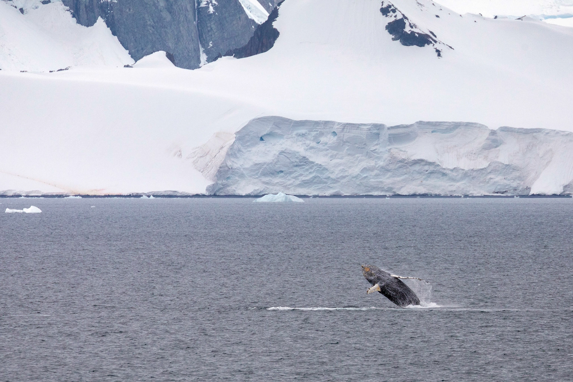 Breeching humpback whale