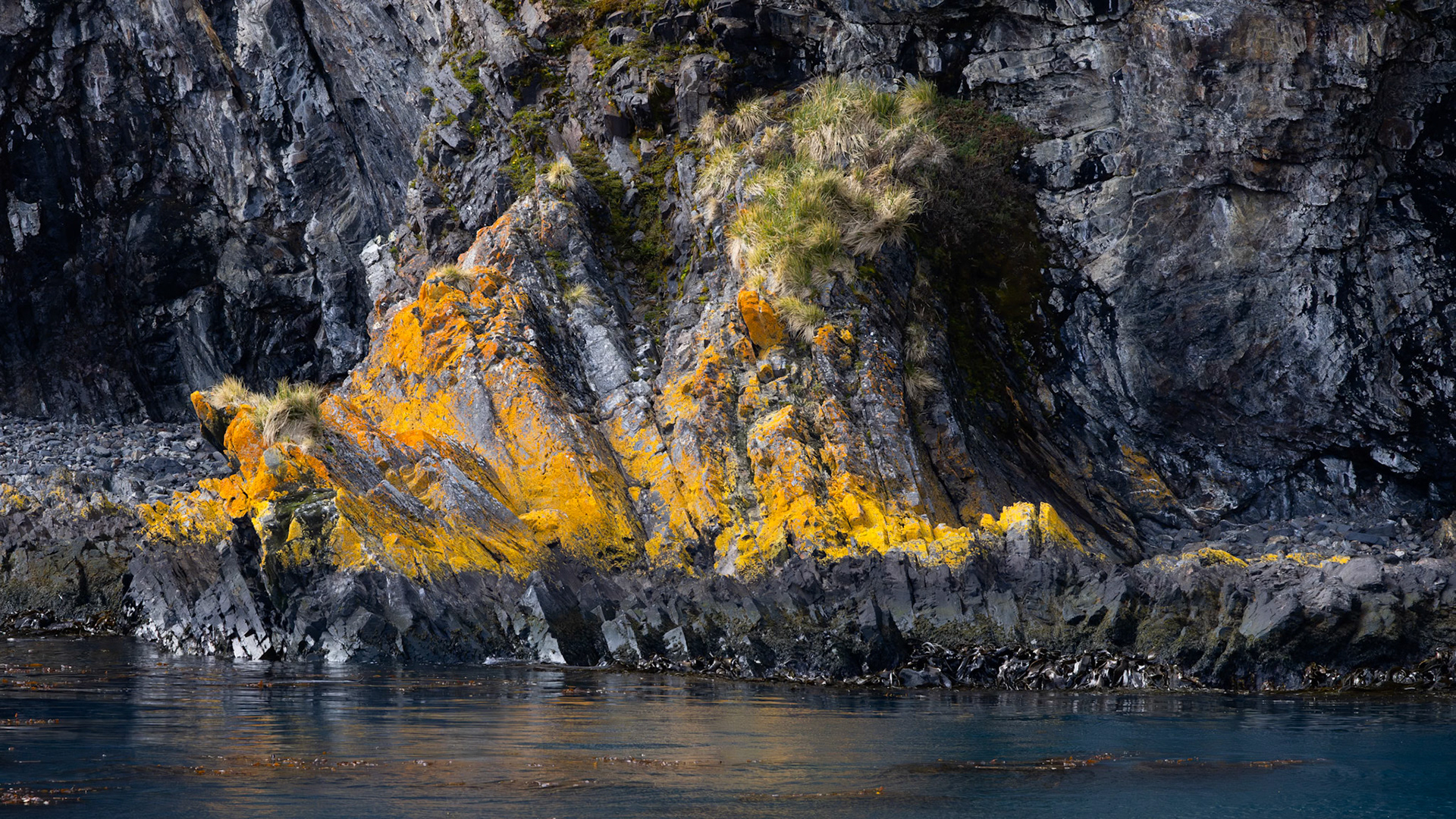 Lichen and Tussac Grass