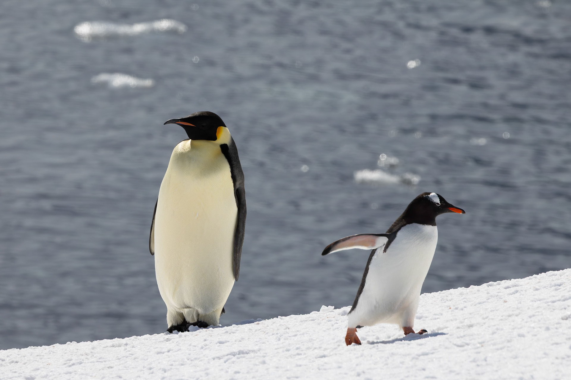 Booth Island, Emperor Penguin and Gentoo Penguin
