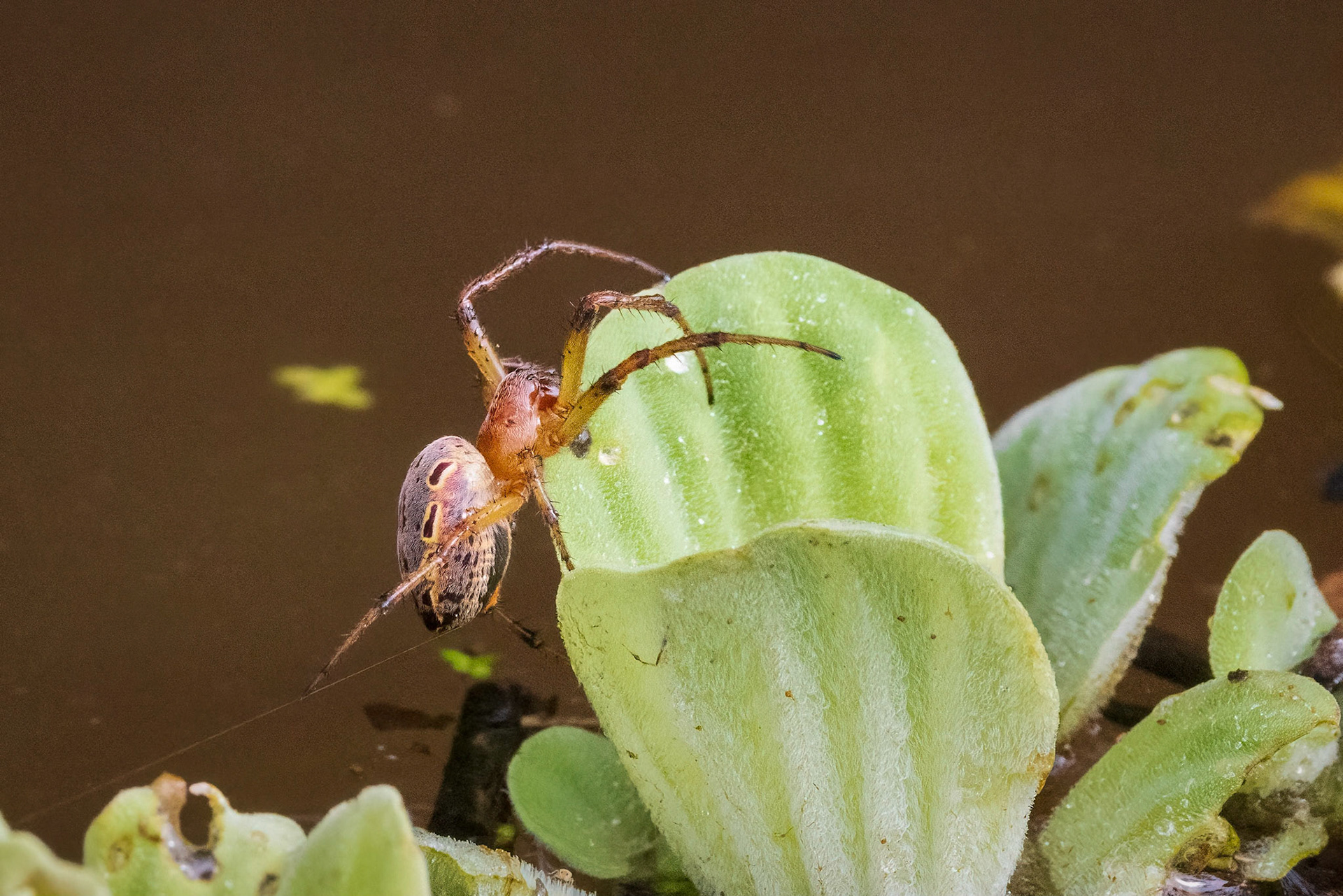 Orbweaver spider