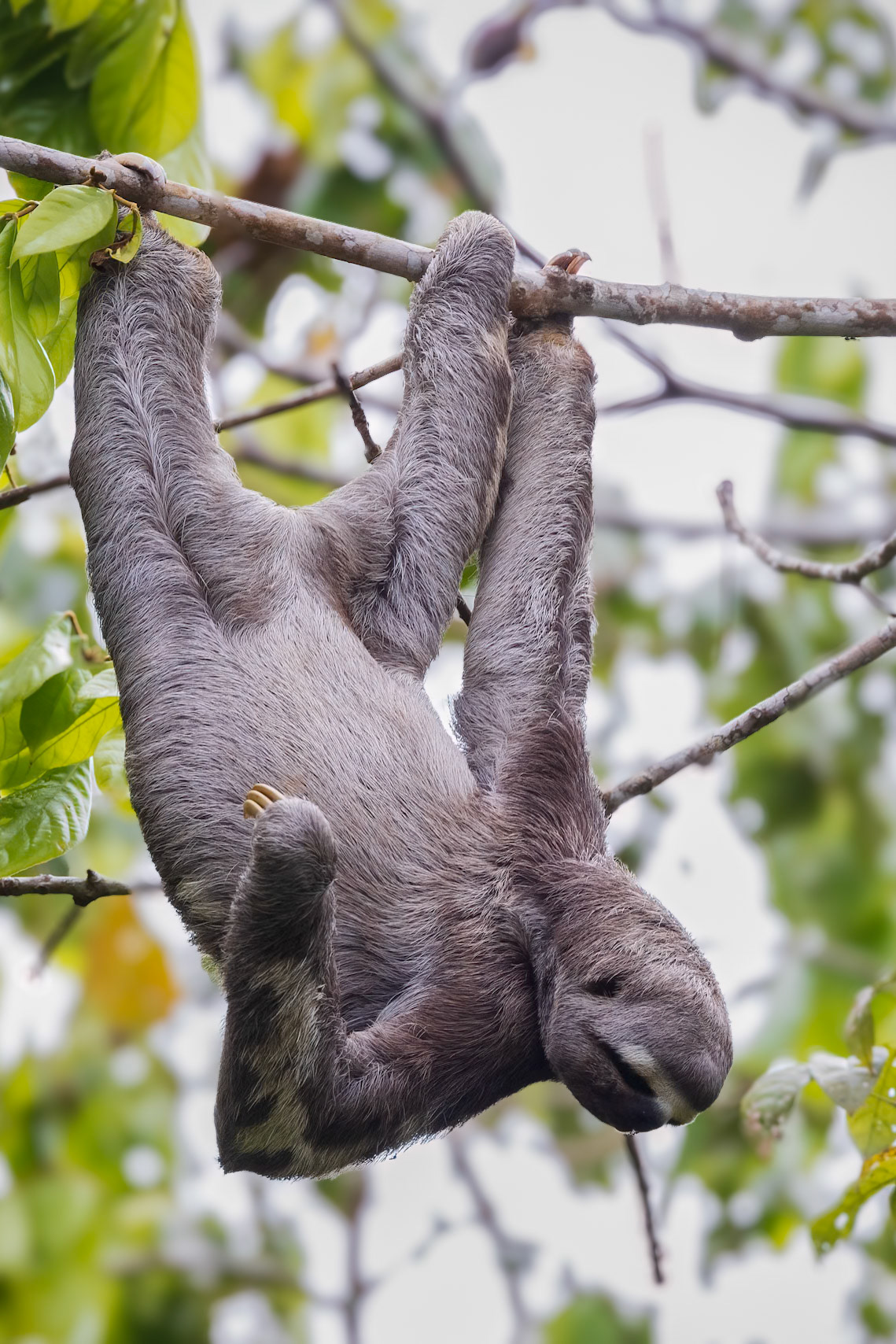 Brown-throated Sloth