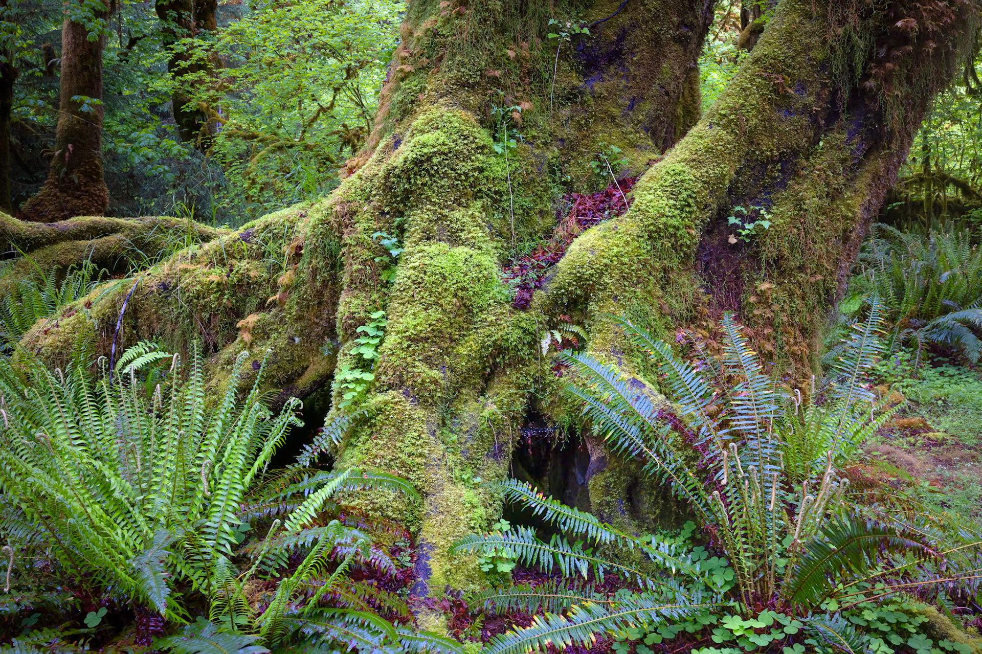 Hoh Rain Forest Hall of Mosses