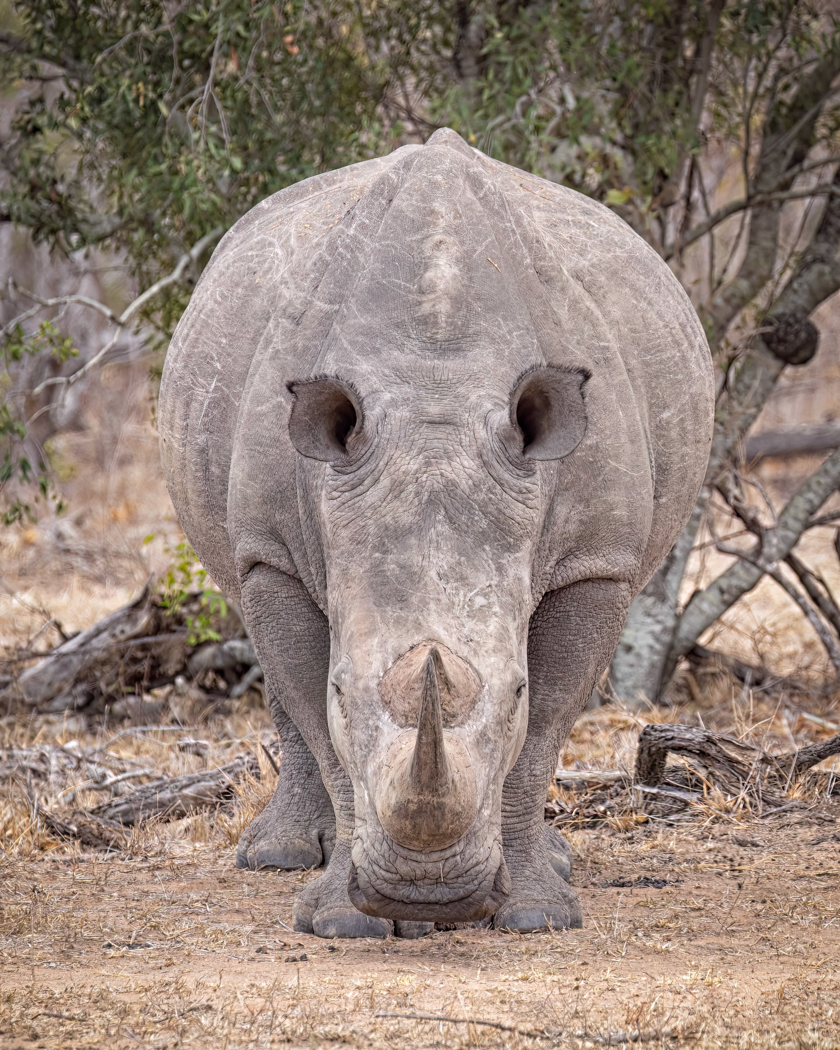 White rhinoceros