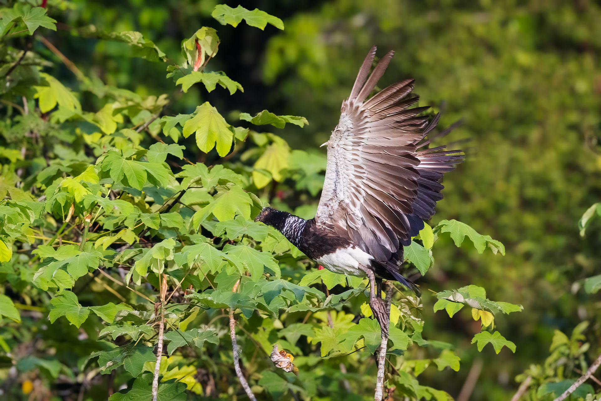 Horned Screamer
