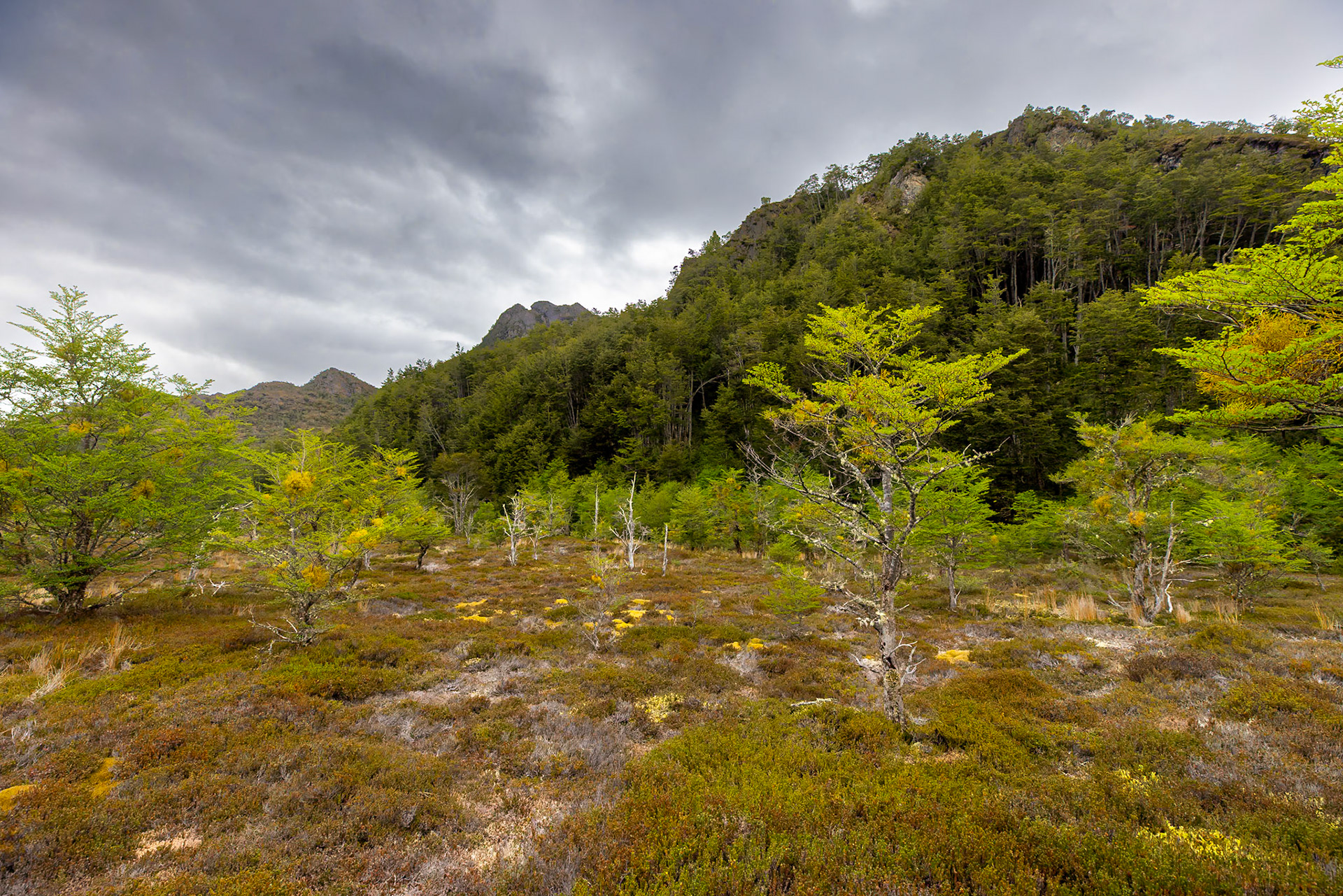 Magellanic Subpolar Forest and bog