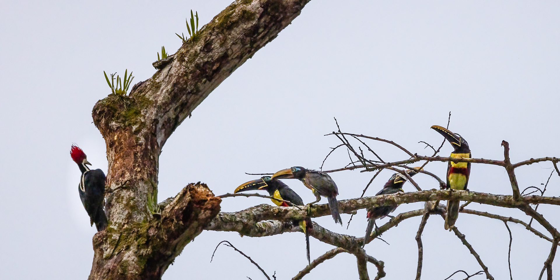 Lineated Woodpecker and Chestnut-eared Aracari