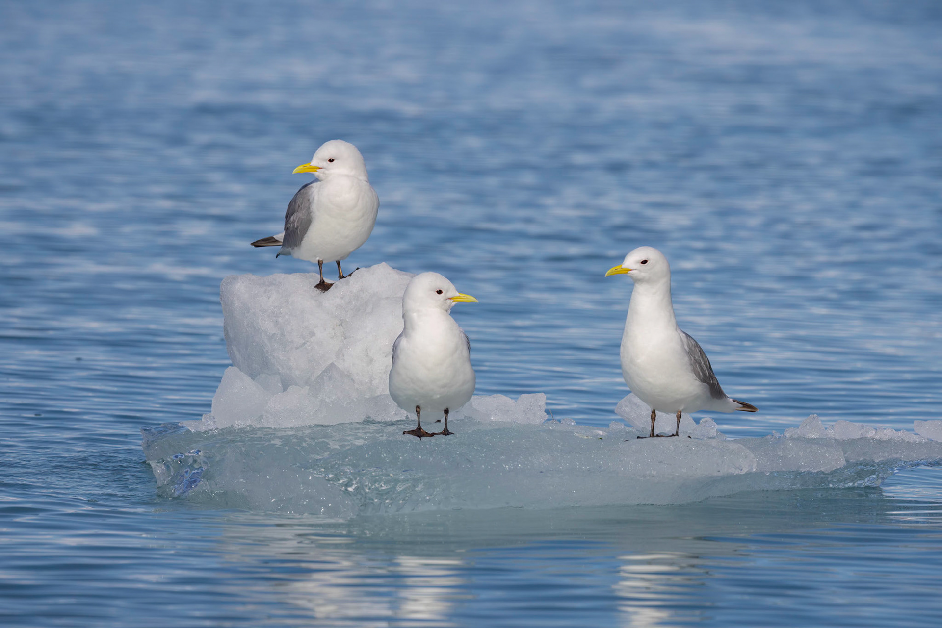 Black-Legged Kittiwake