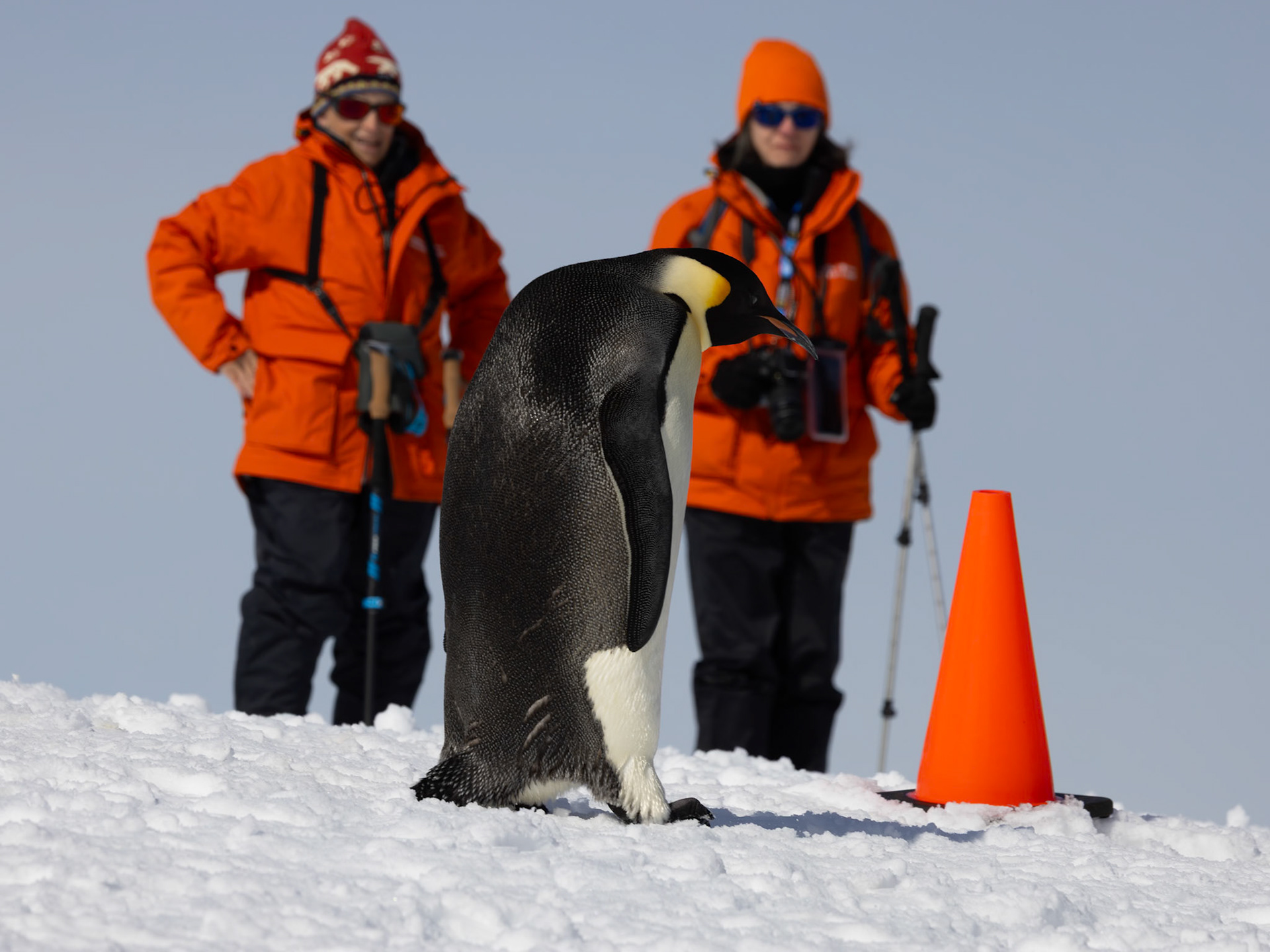 Emperor Penguin