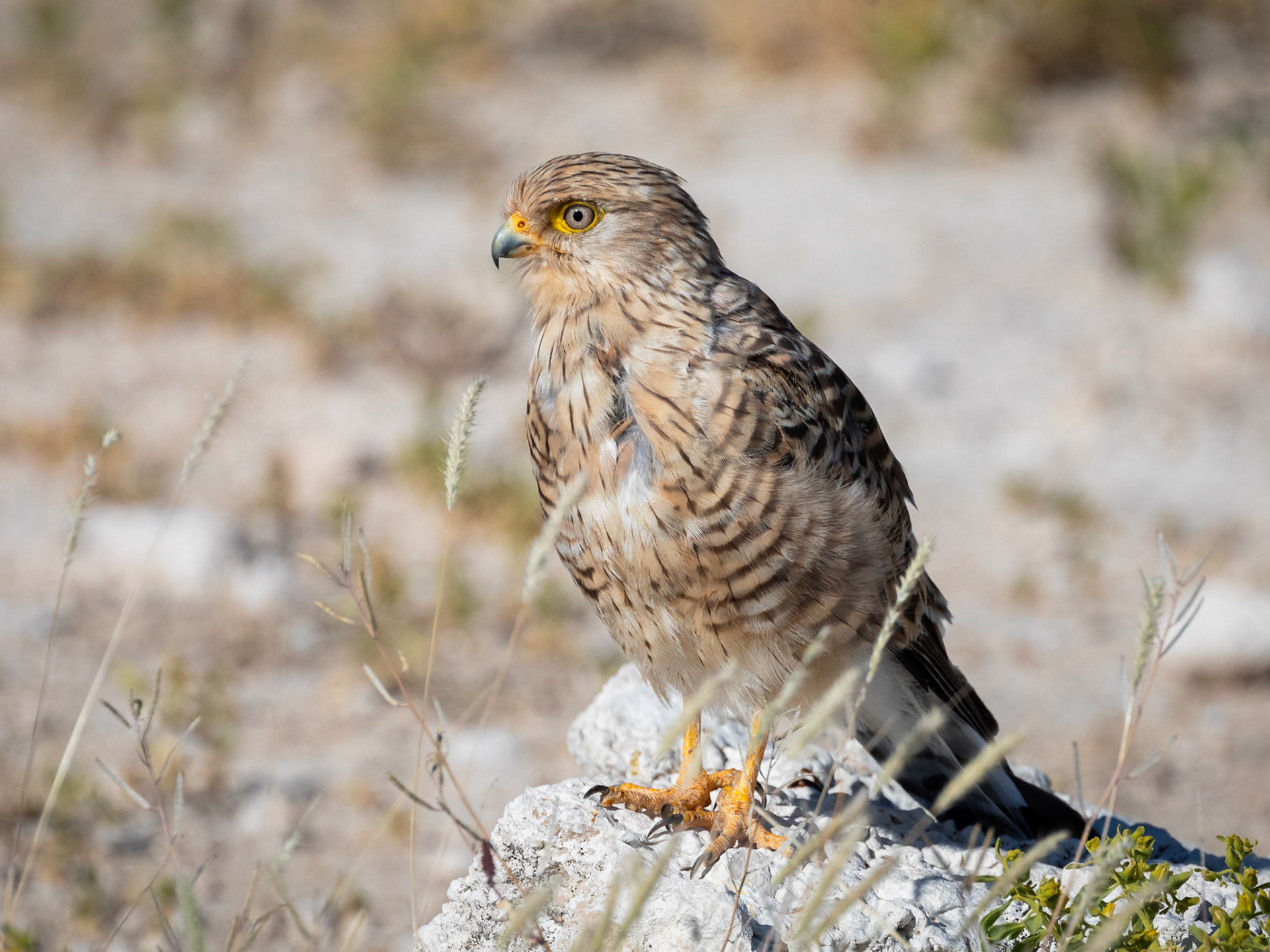 Greater Kestrel