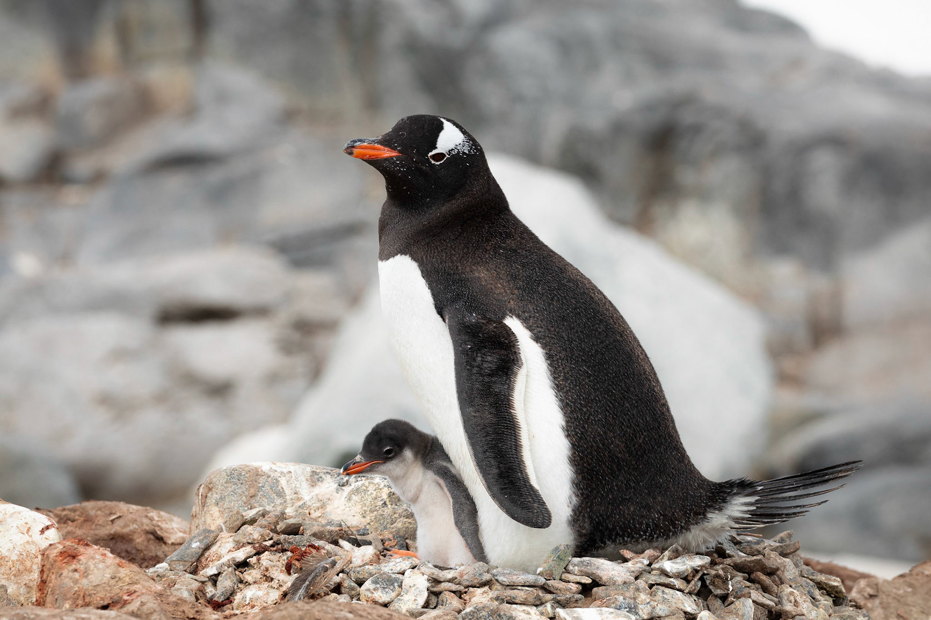 Gentoo Penguin