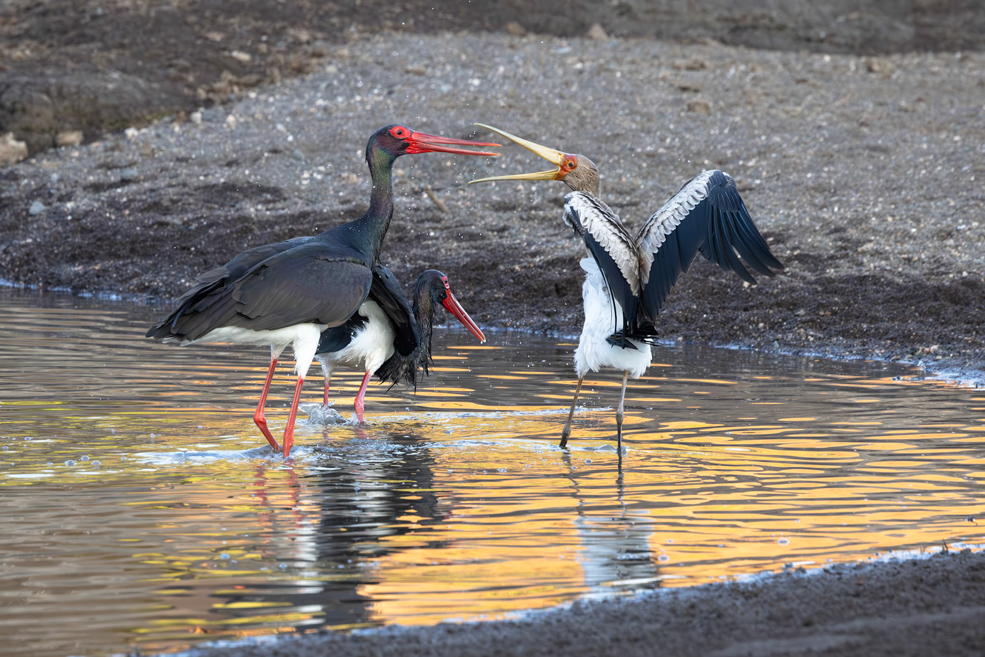 Black Storks and Yellow-Billed Stork