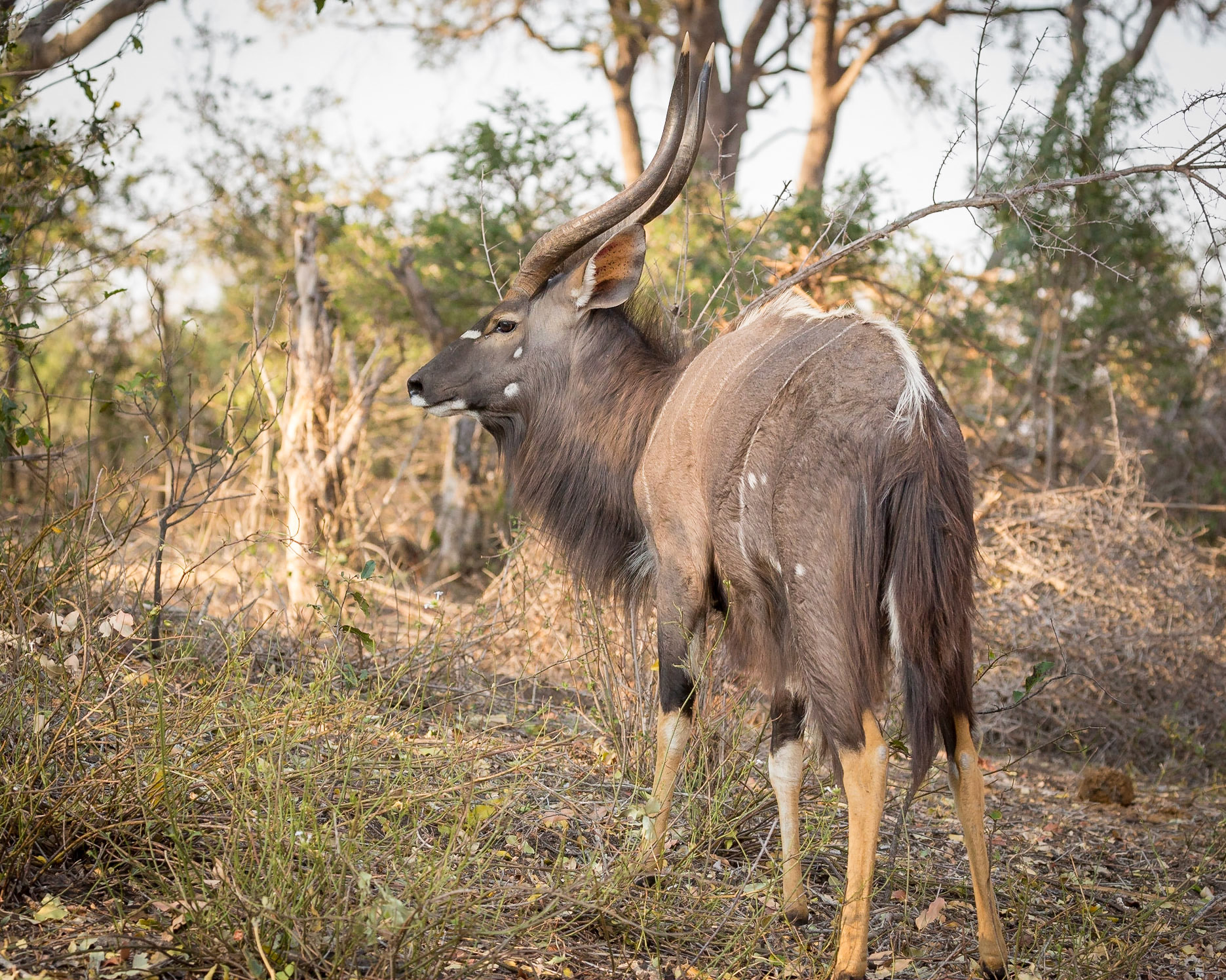 Male Nyala antelope