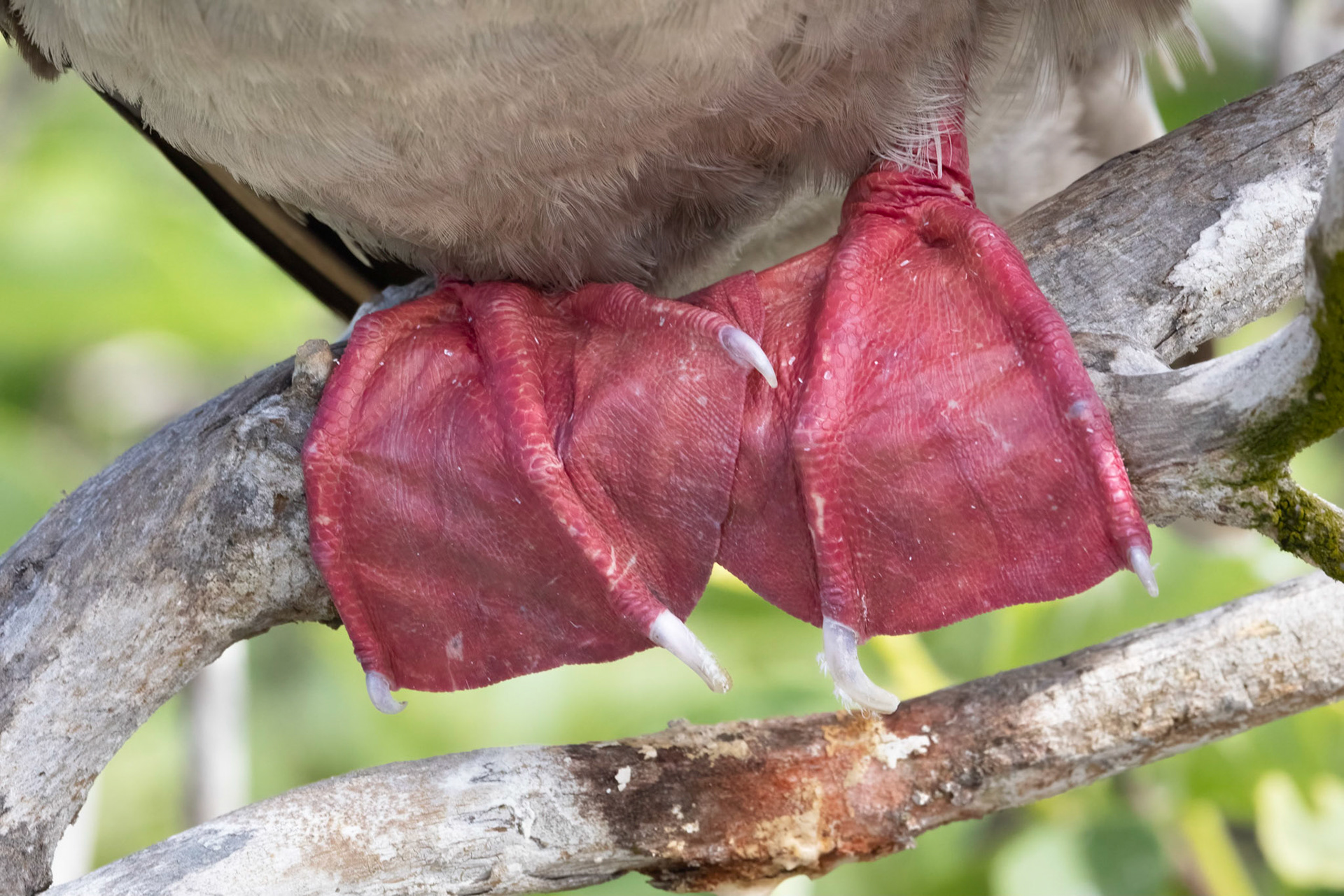 Red-footed Booby