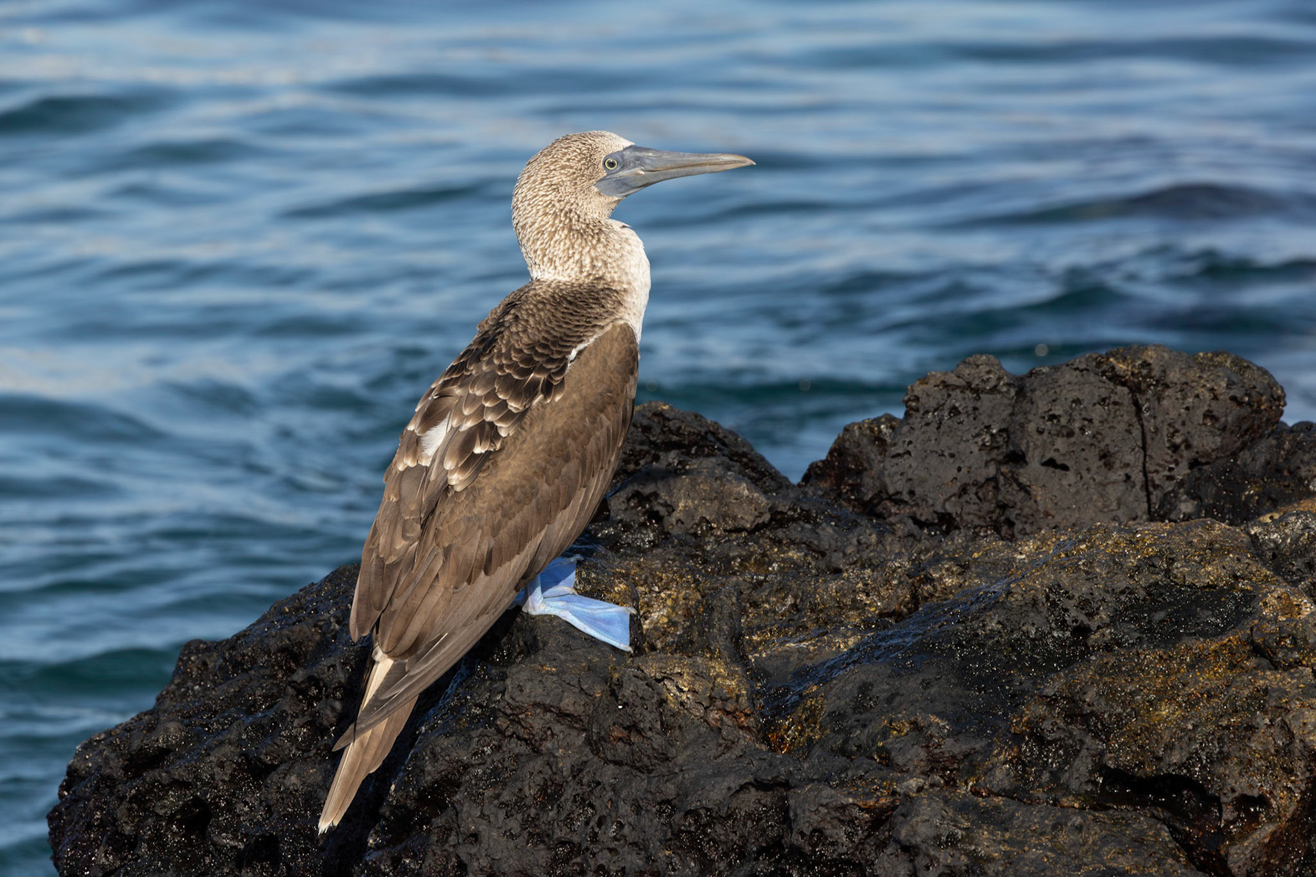 Blue-footed Booby