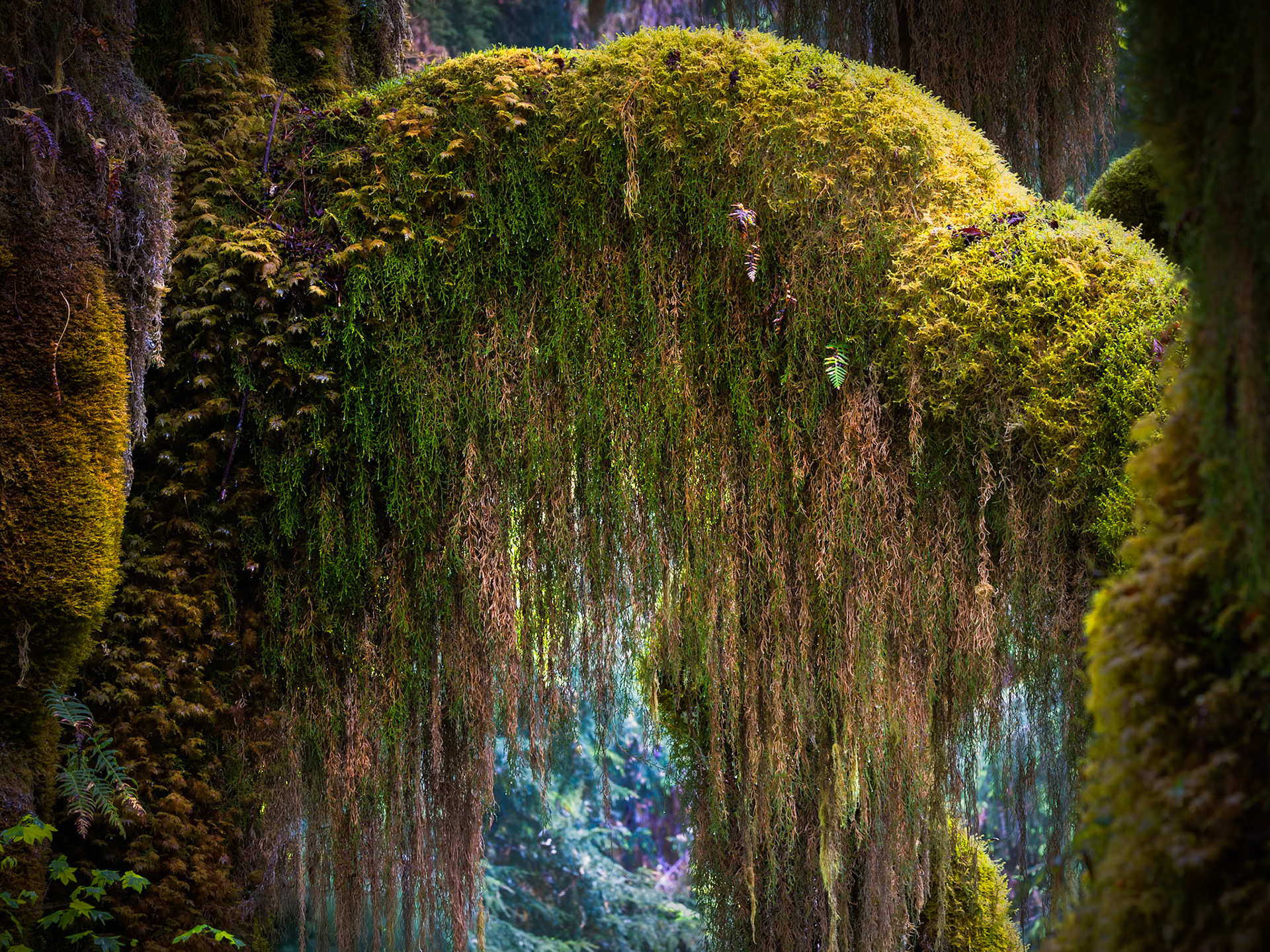 Hoh Rain Forest Hall of Mosses
