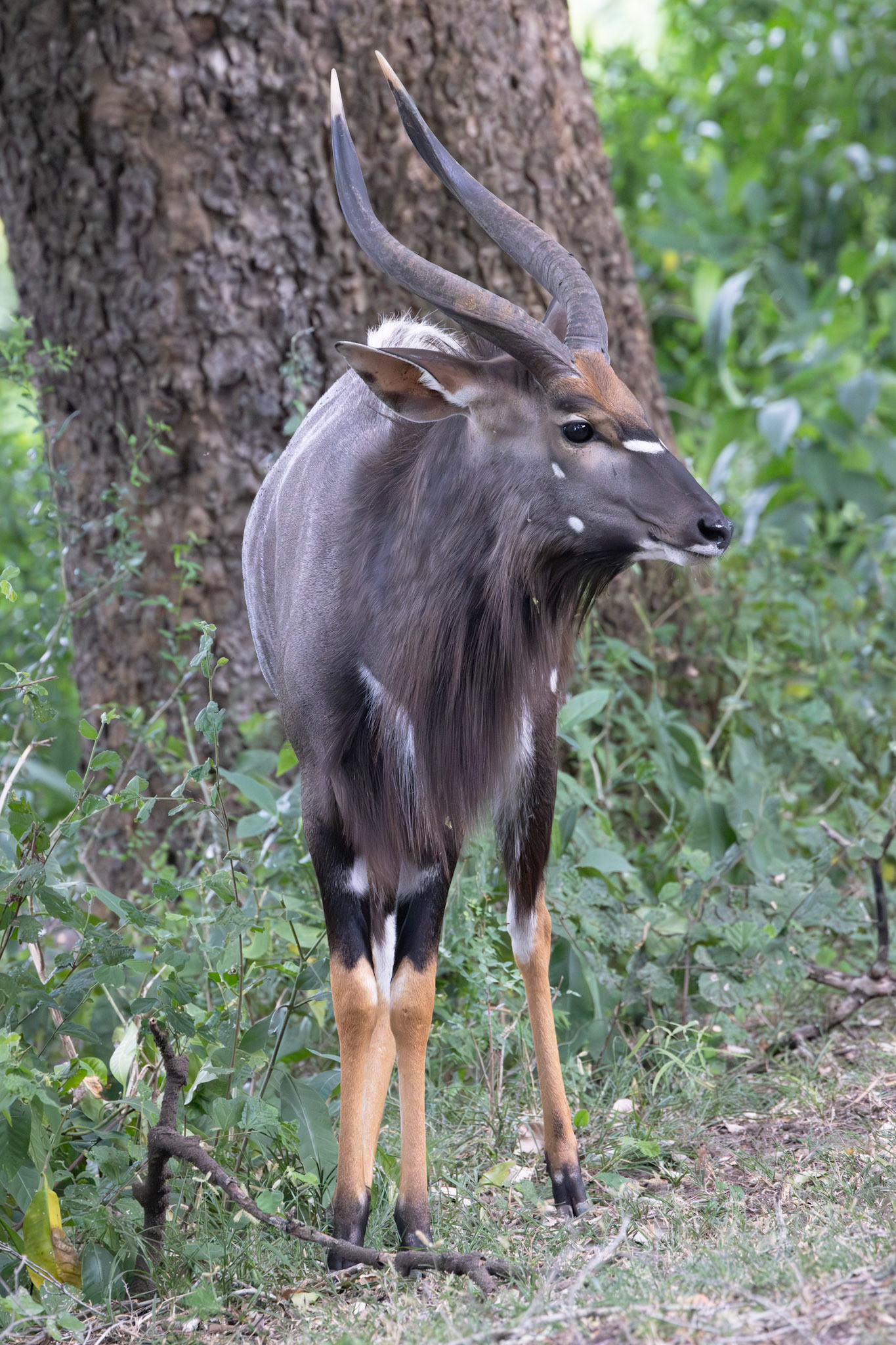 Nyala