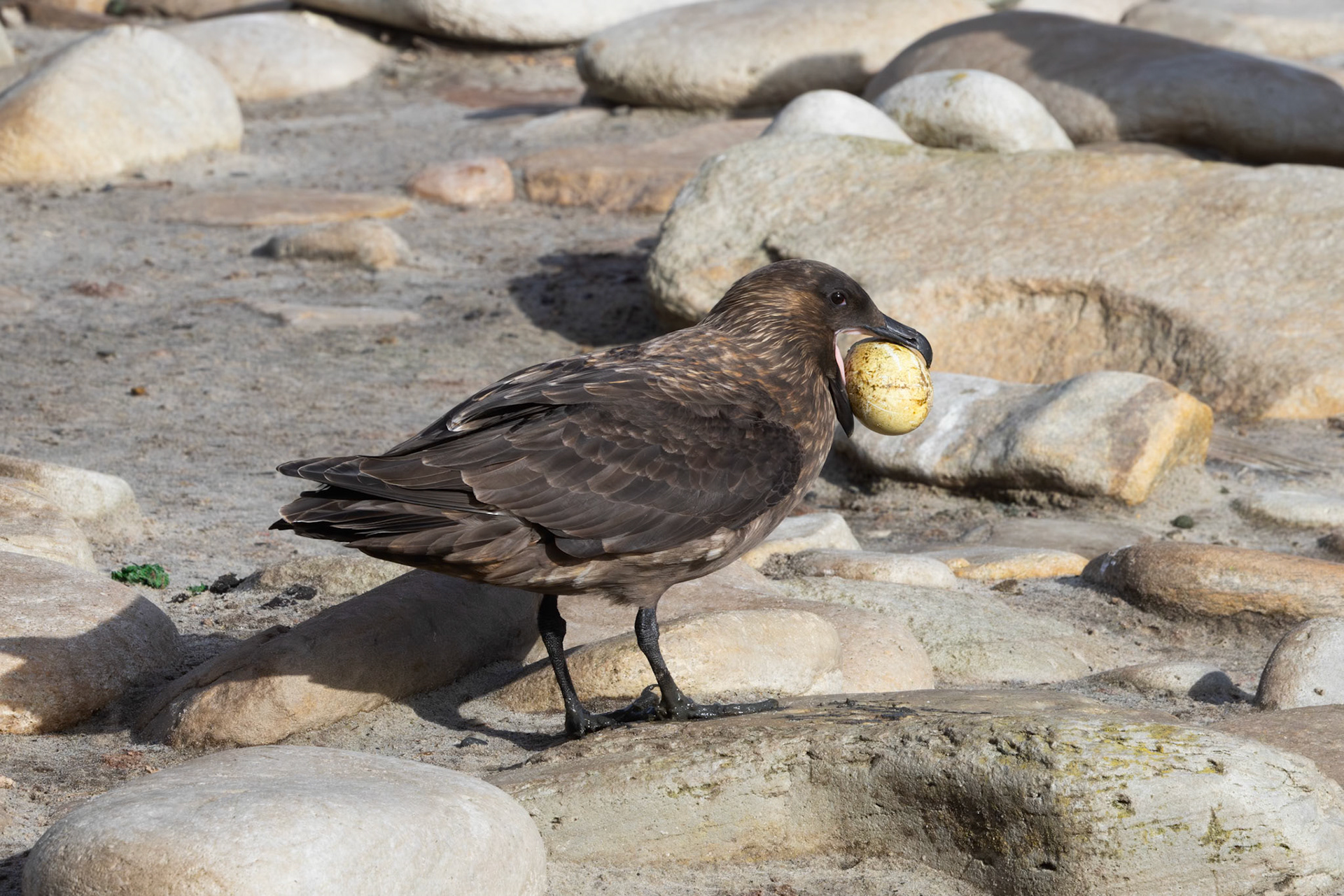 Grave Cove, Brown Skua with penguin egg