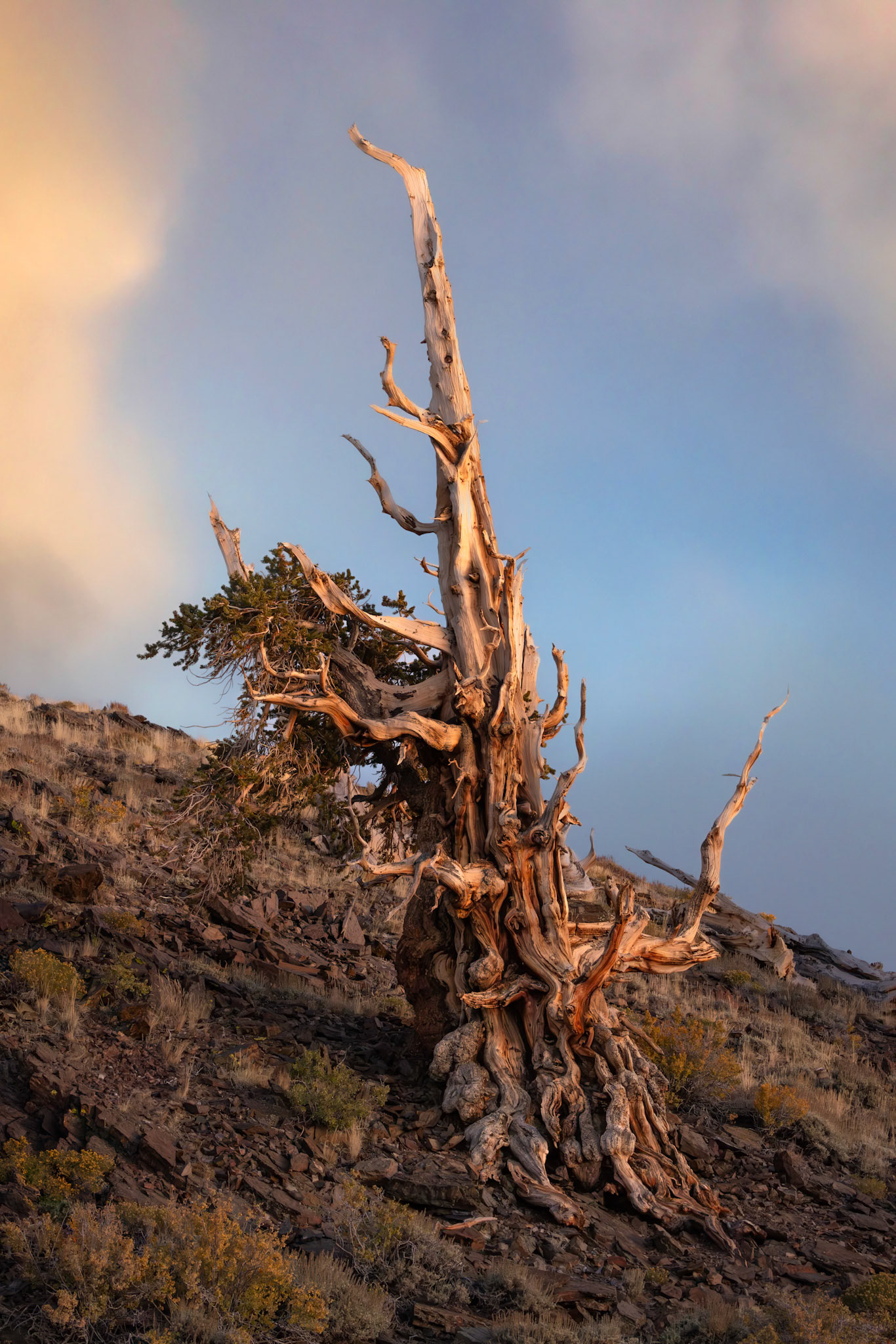Bristlecone Pine