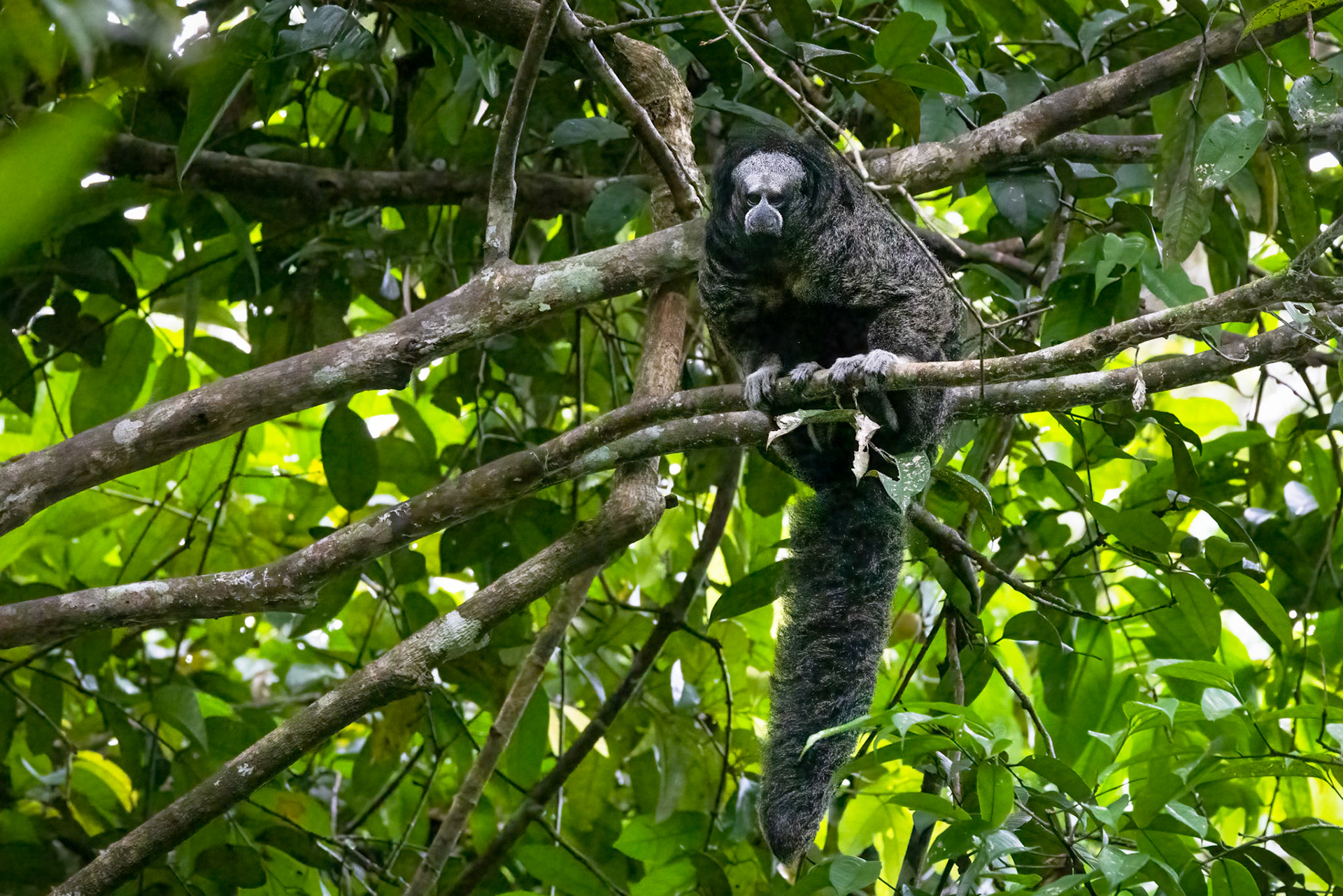 Monk Saki Monkey