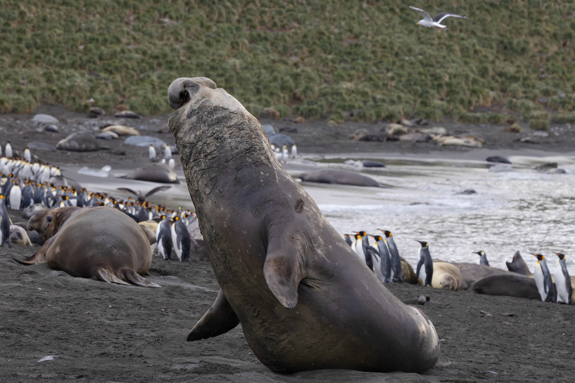 Southern Elephant Seal