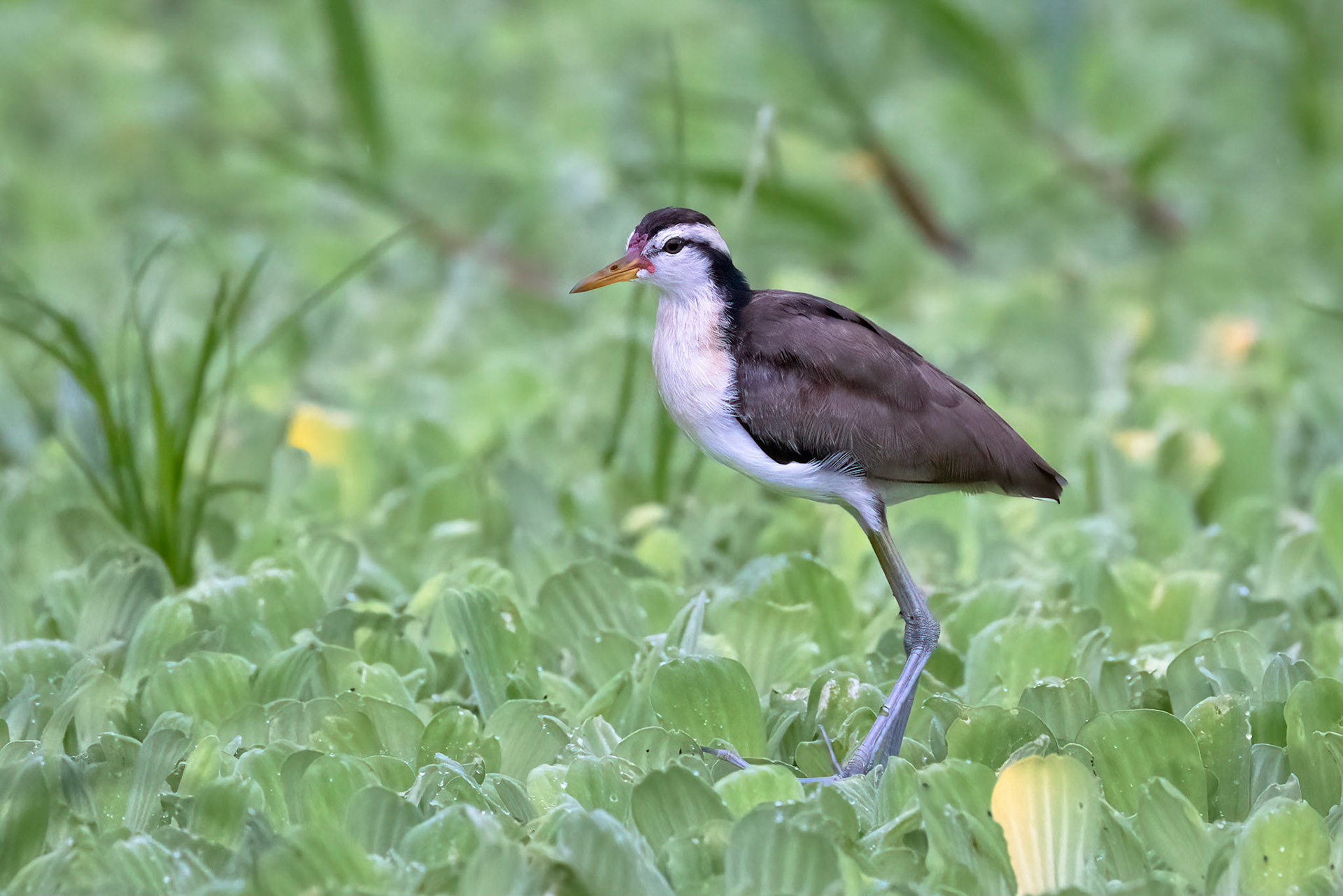 Inmature Whattled Jacana