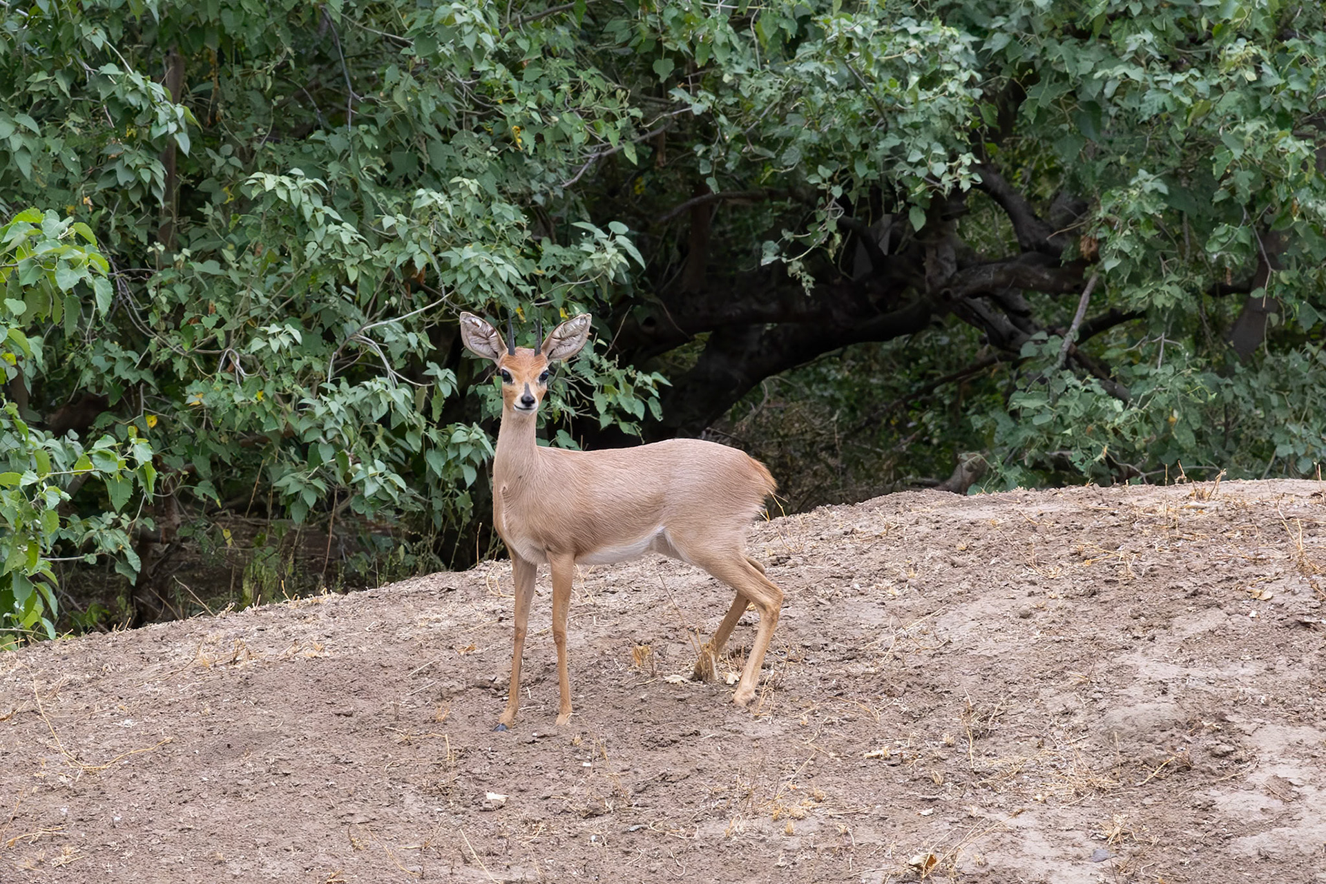 Steenbok