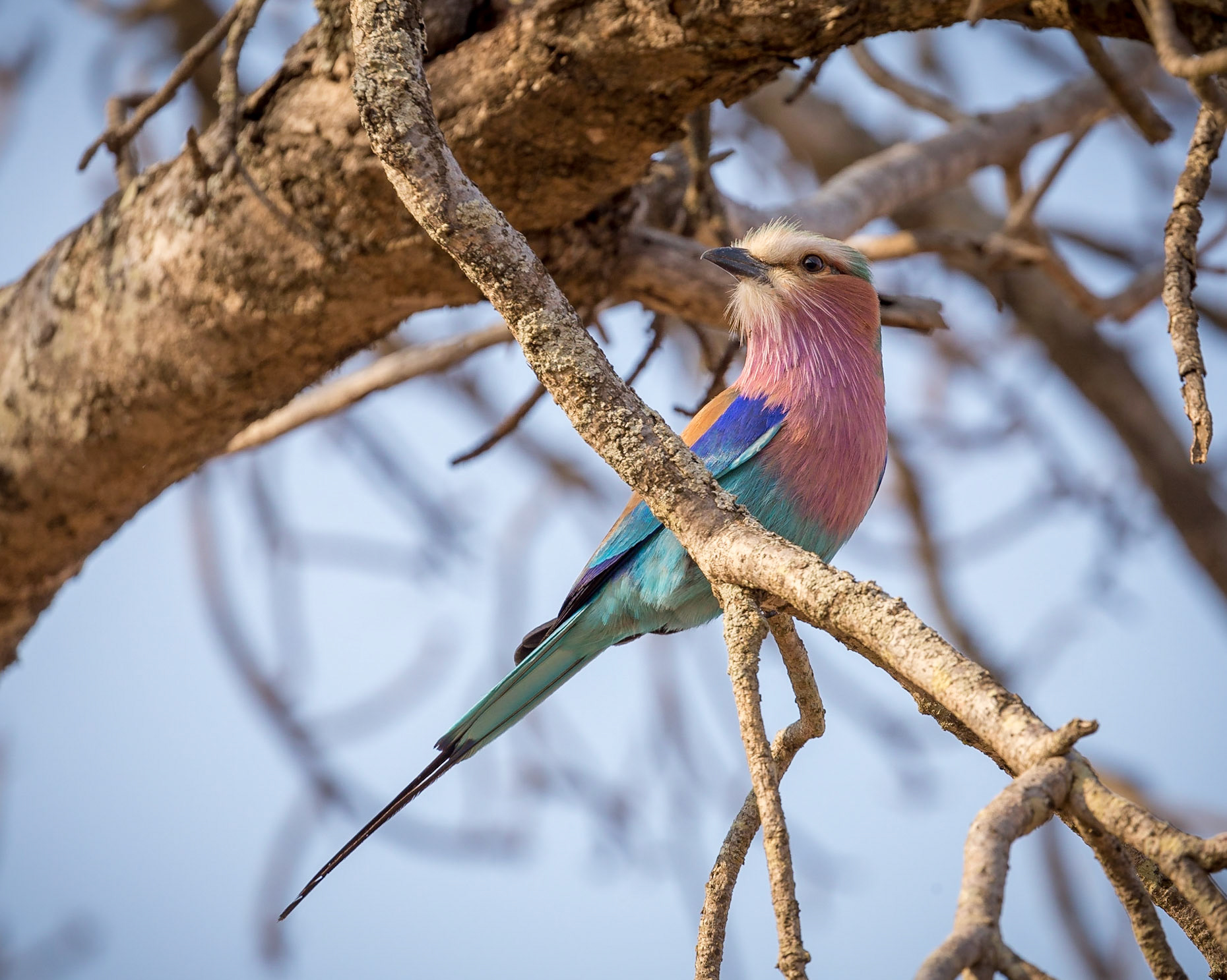Lilac-breasted Roller