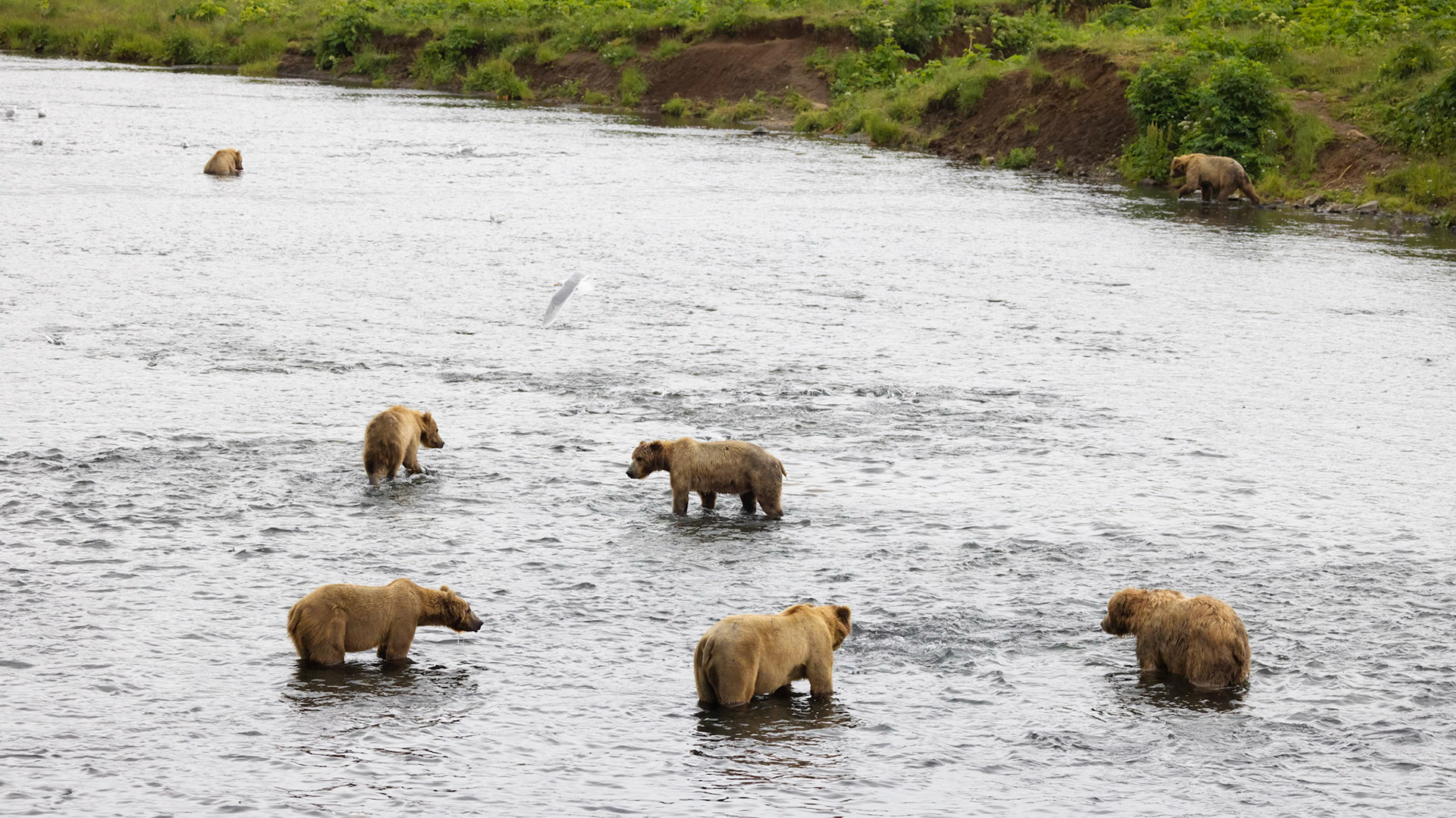 Kodiak Island, Frazer Lake, Dog Salmon Creek