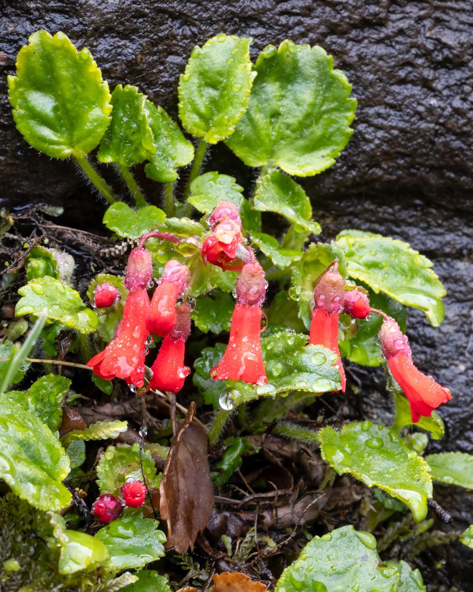 Waterfall Plant