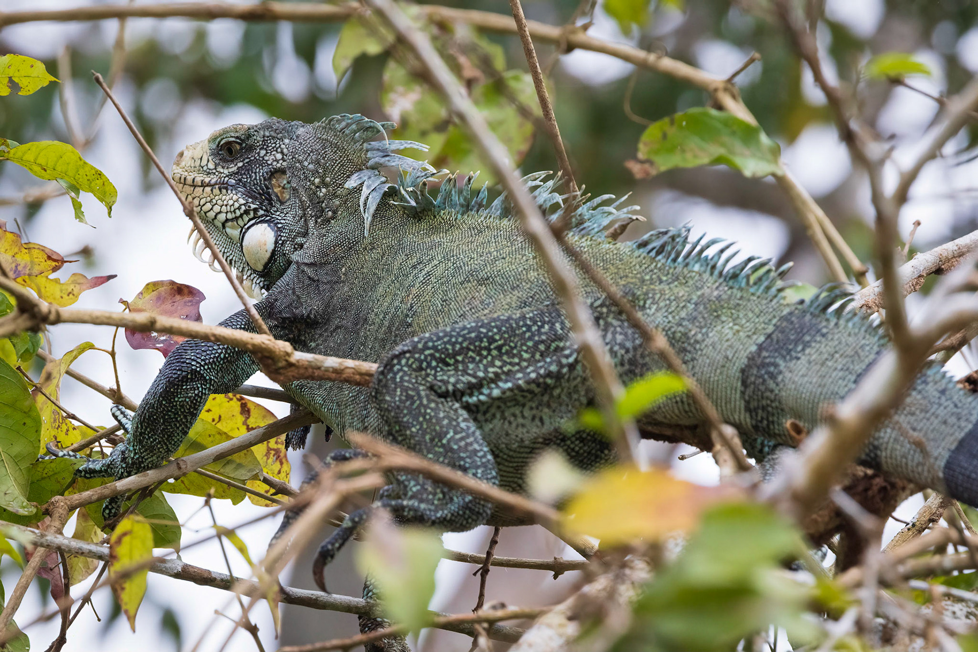 Iguana