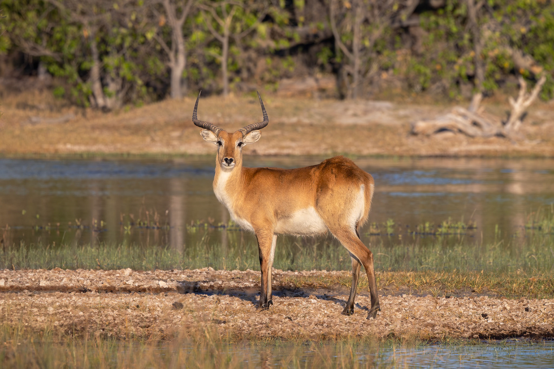 Red Lechwe