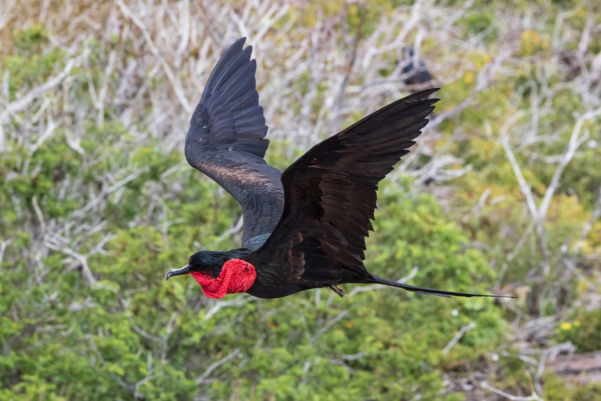 Great Frigatebird
