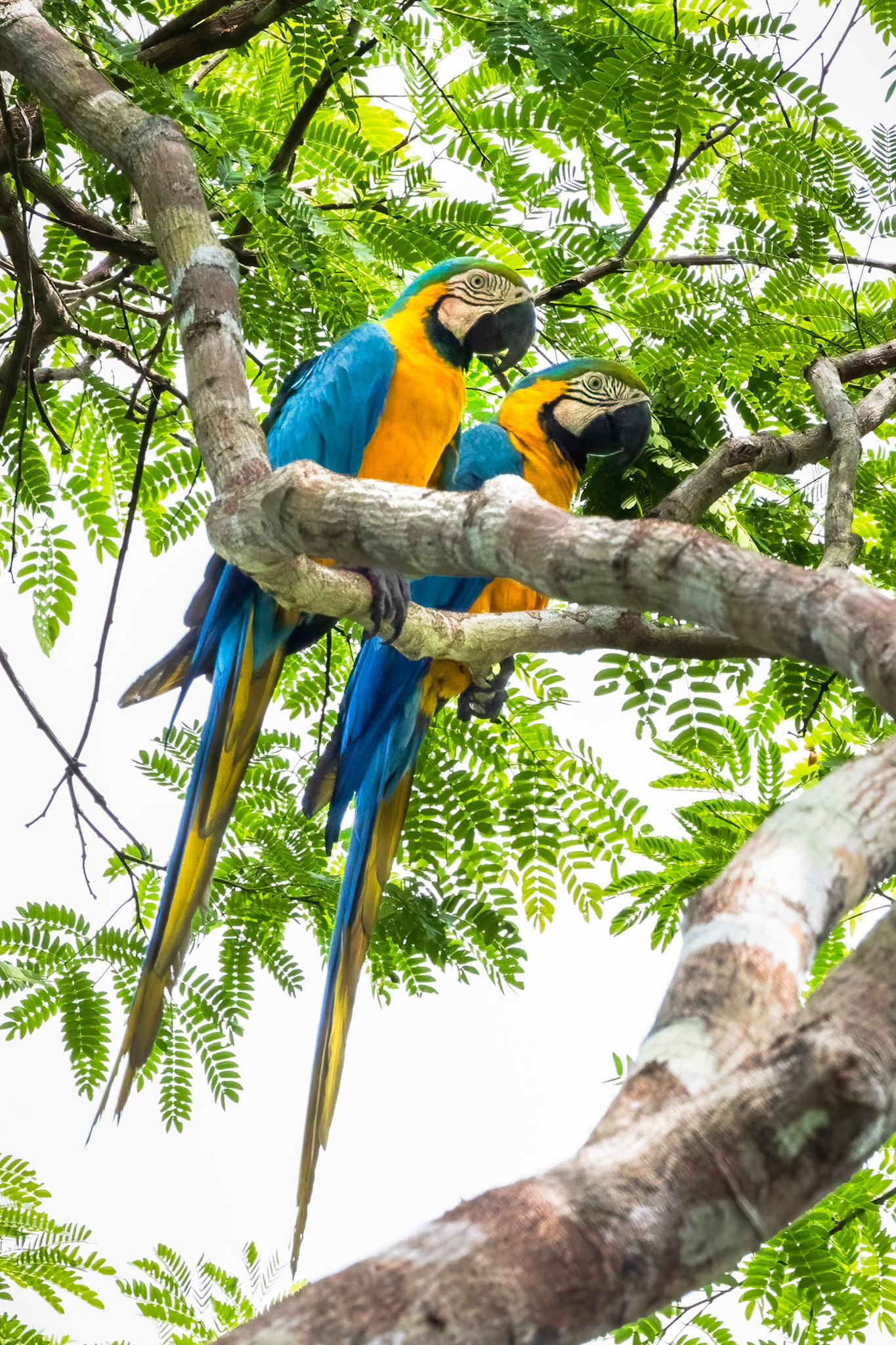 Blue-and-yellow Macaw