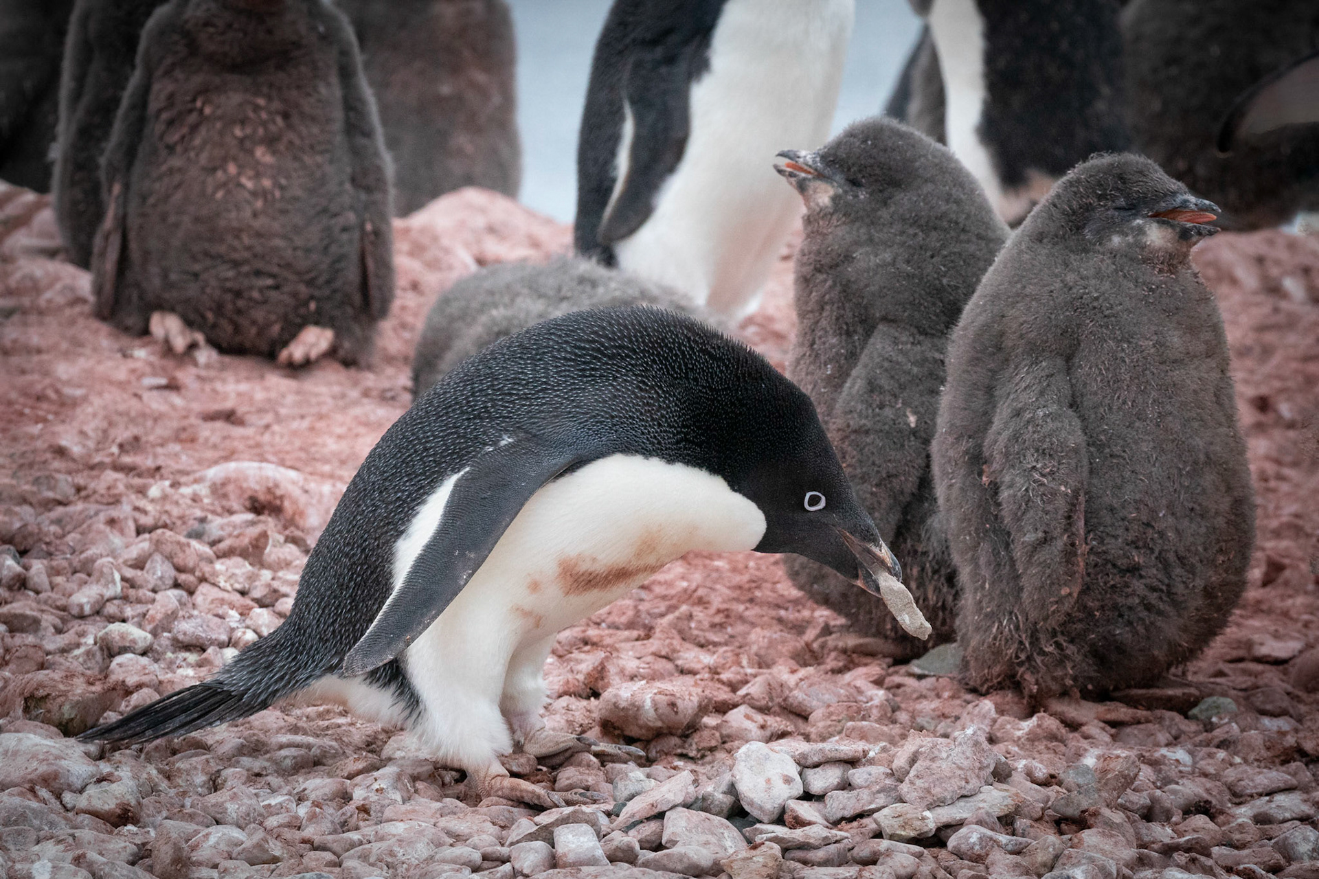 Adelie Penguin, adding to the nest
