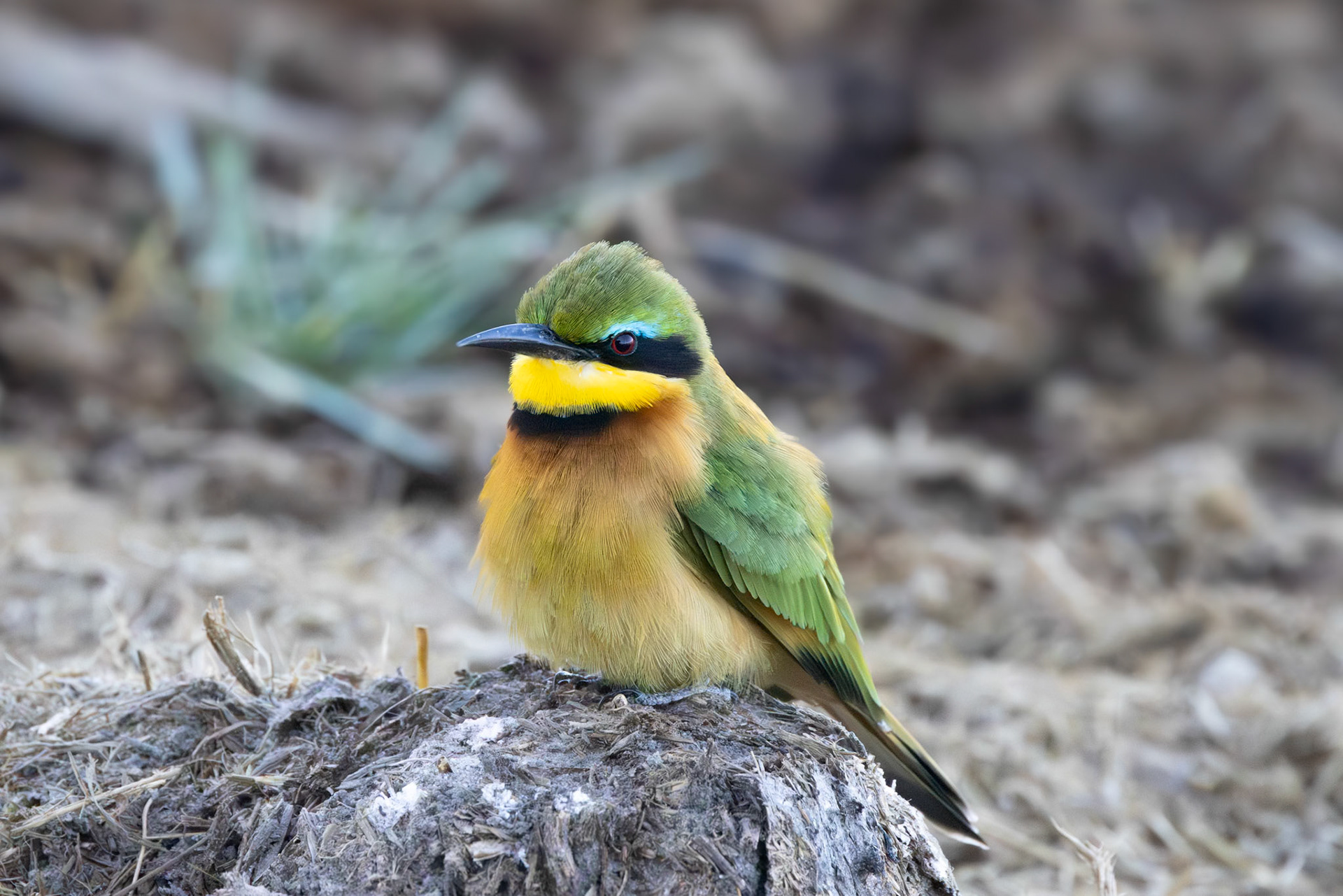 Little Bee-Eater