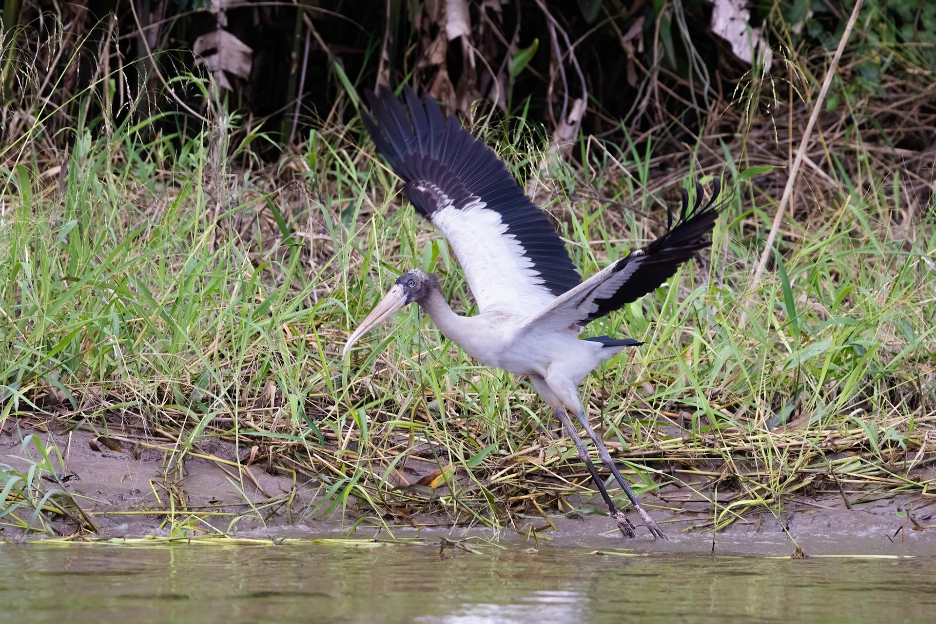 Wood Stork
