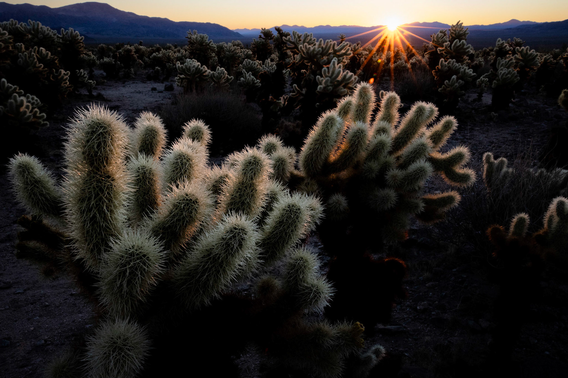 Joshua Tree, Cholla Cactus Gardens
