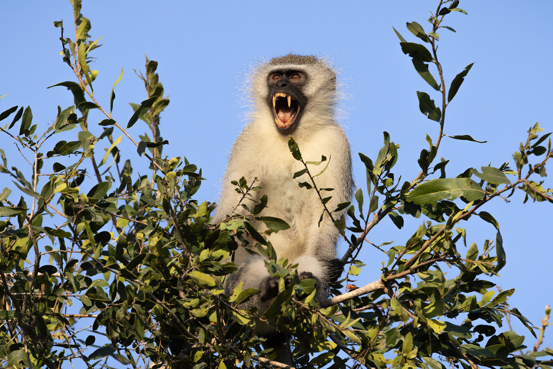 Vervet Monkey