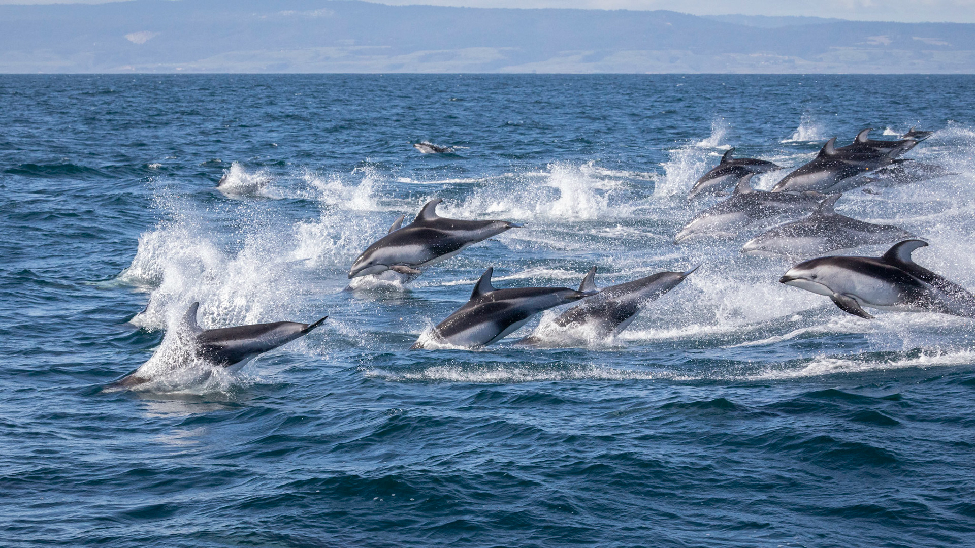 Pacific White-Sided Dolphin