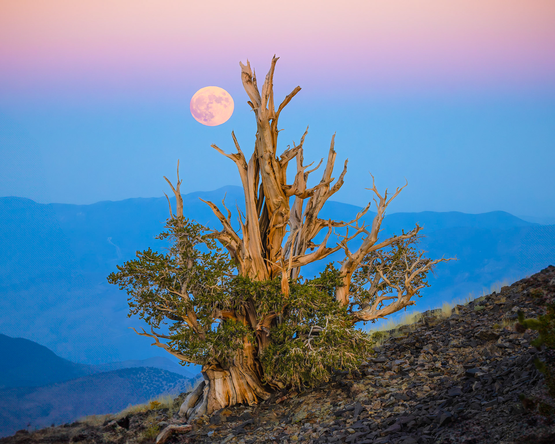 Bristlecone Pine Full Moon Rise
